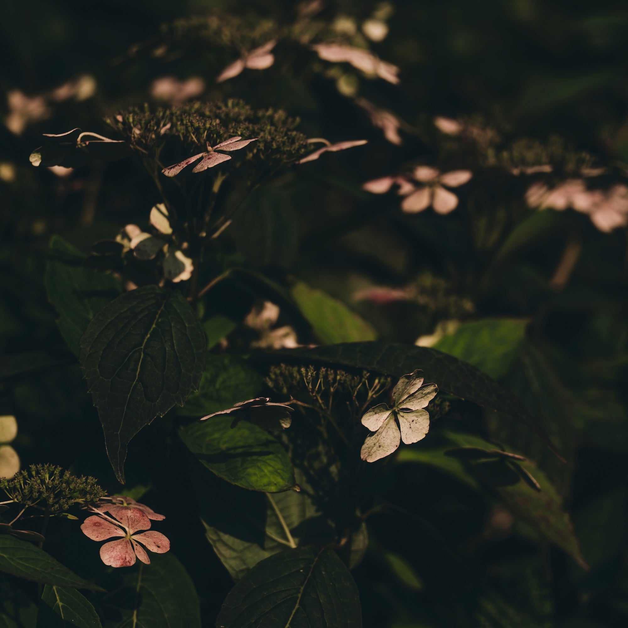 The Untamed Garden