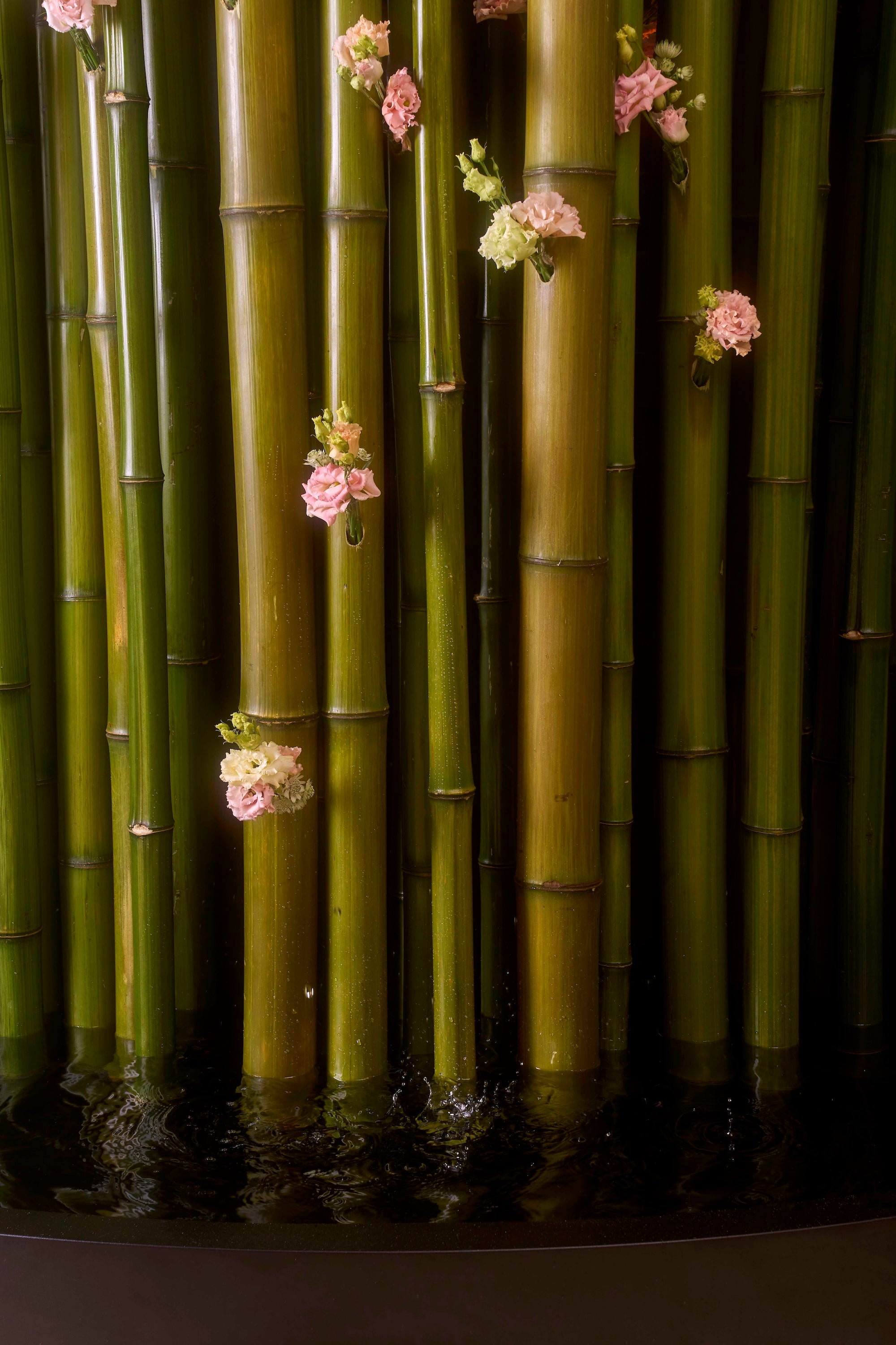 Reflection in Bloom