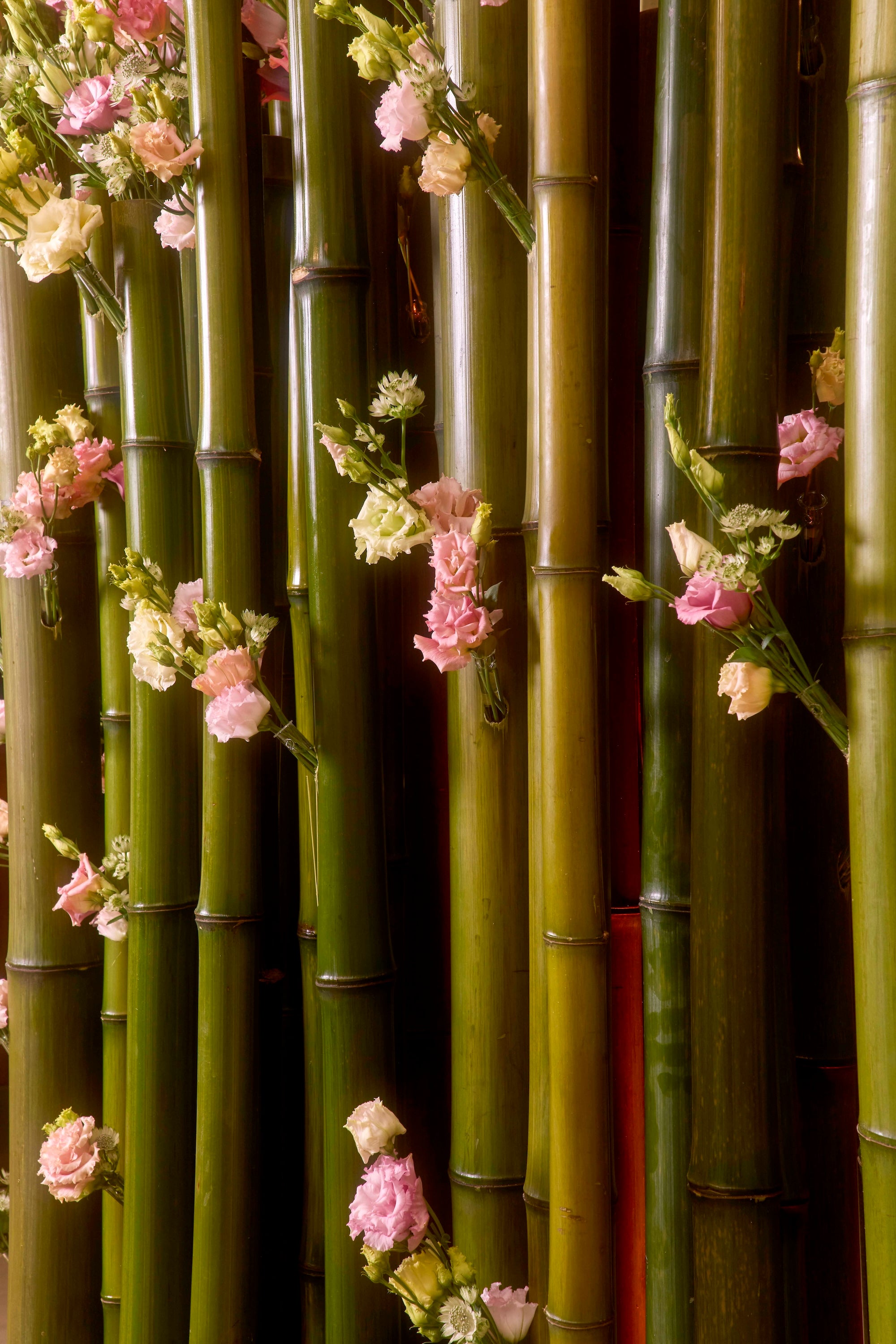 Reflection in Bloom