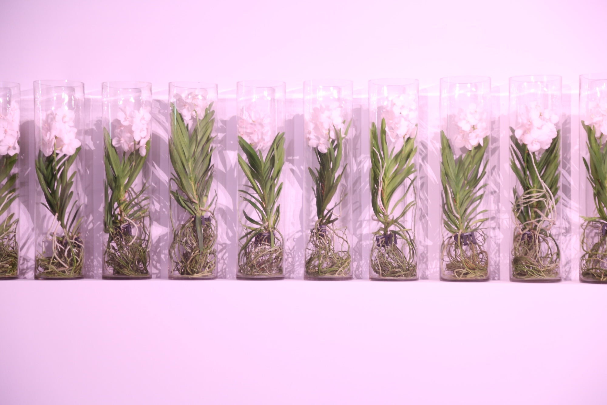 A Spectrum in Bloom