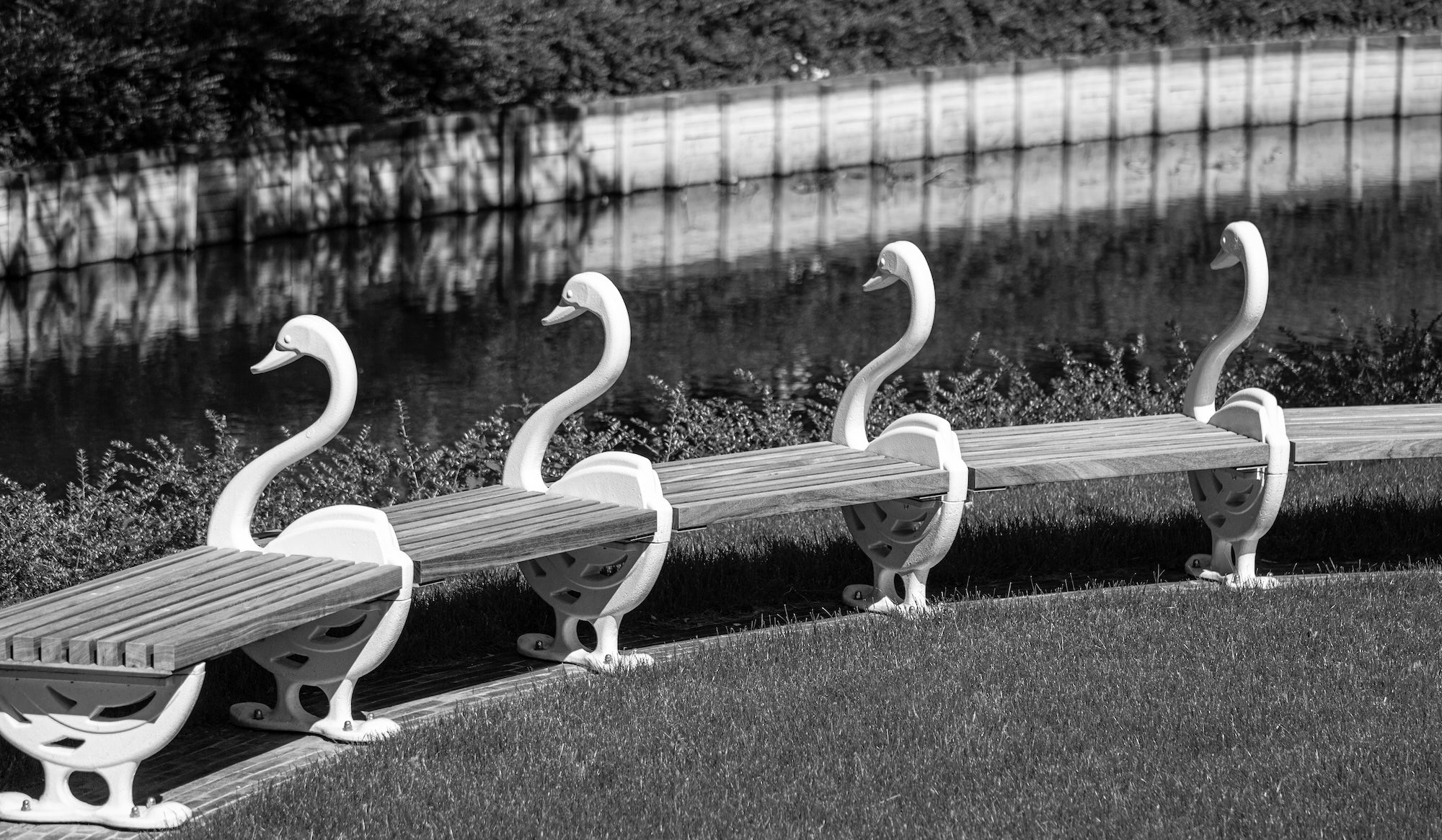The Garden of Swans