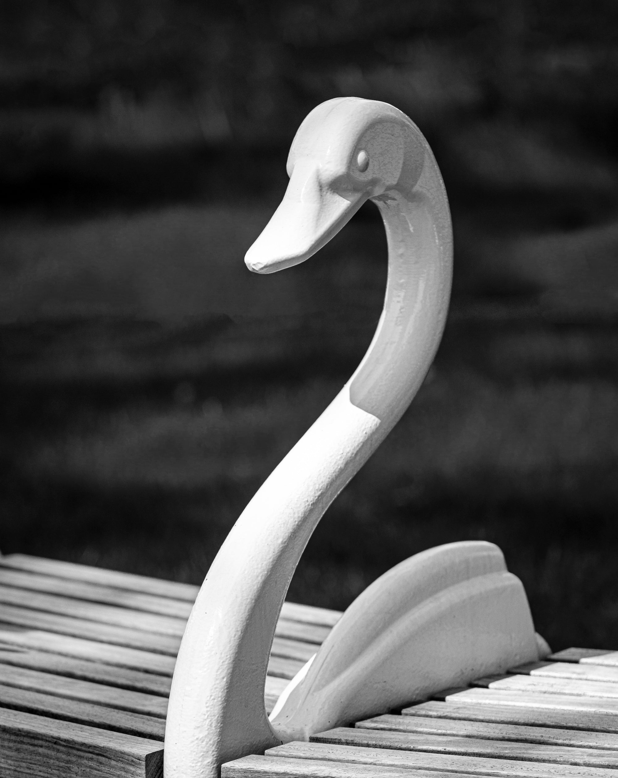 The Garden of Swans