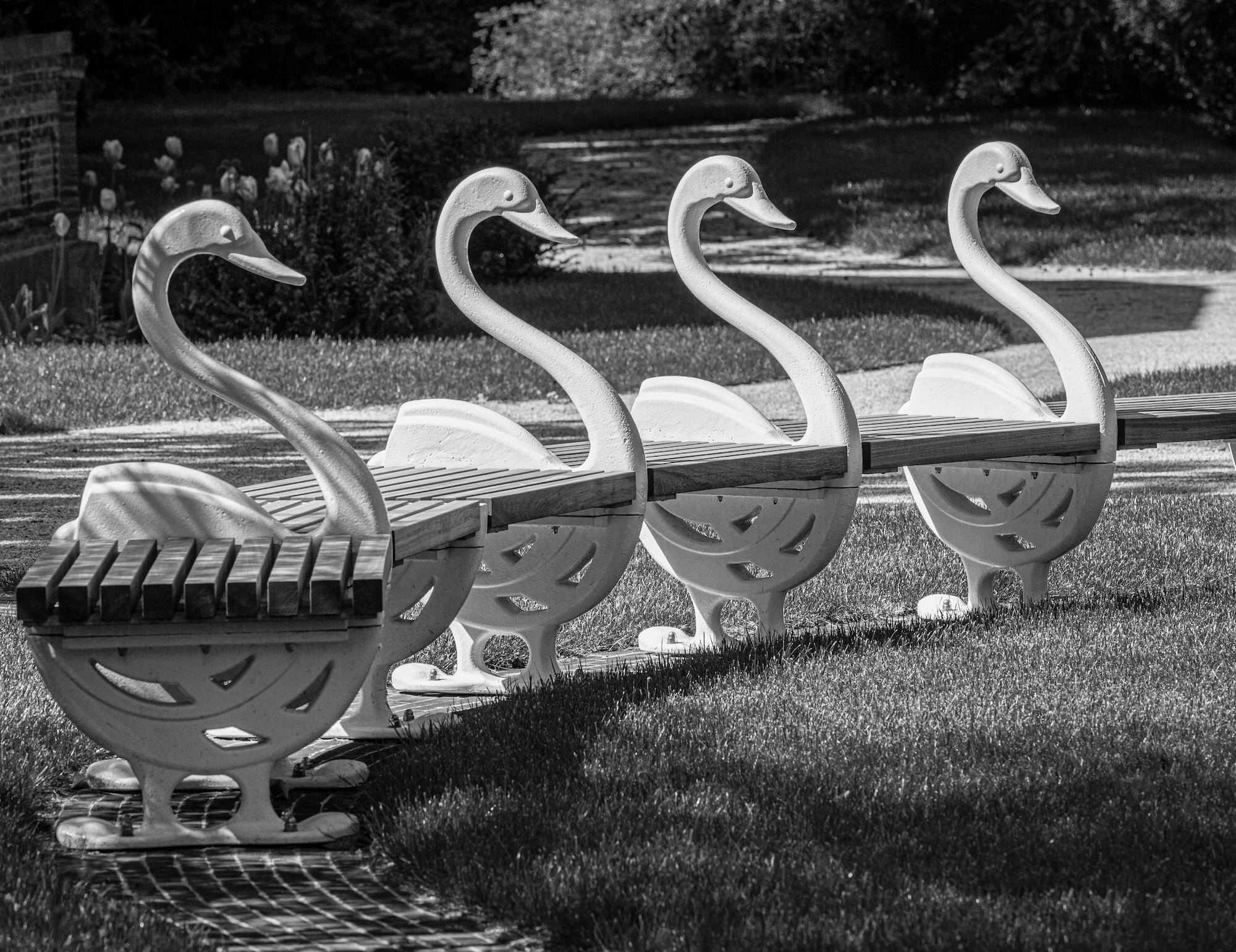The Garden of Swans
