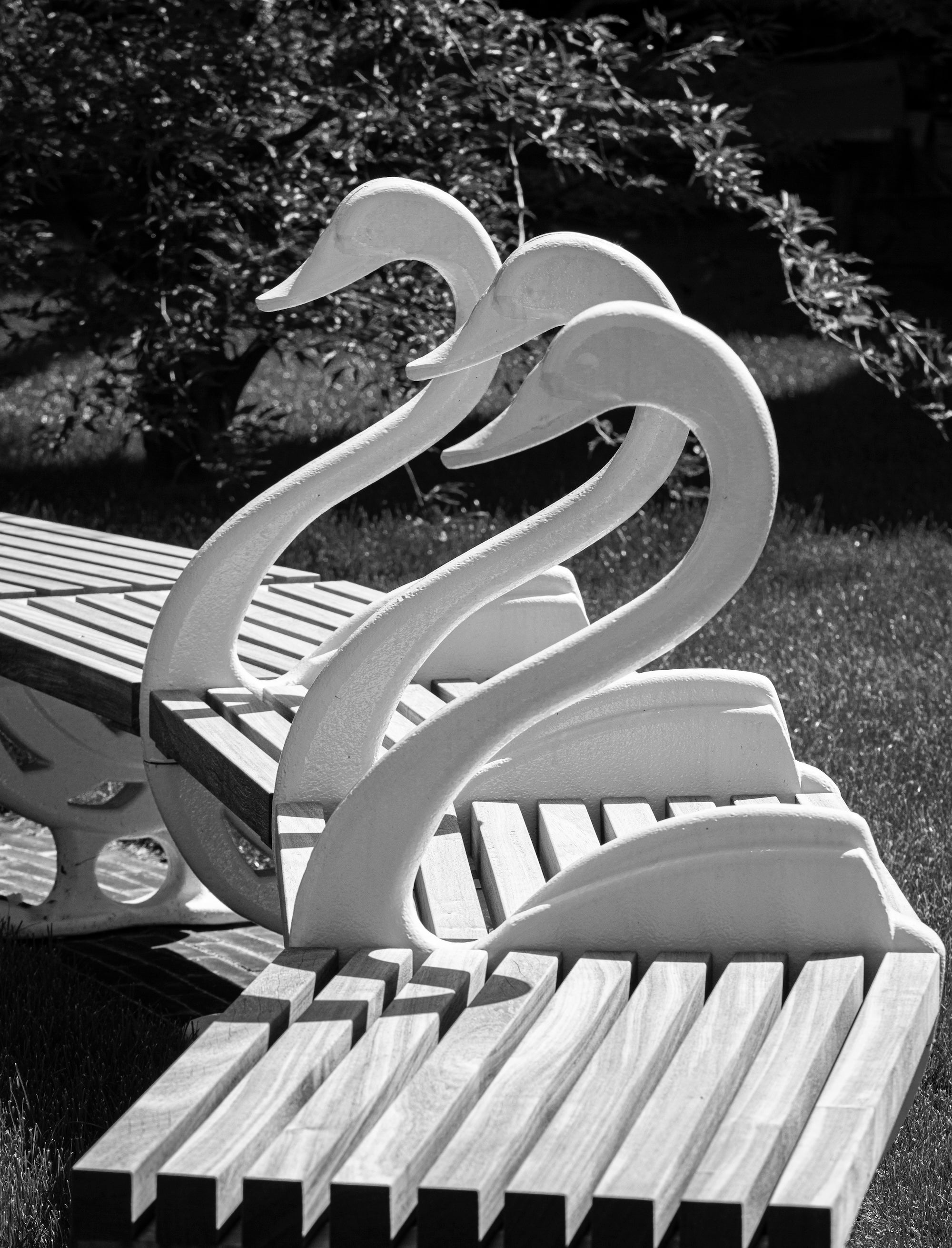 The Garden of Swans