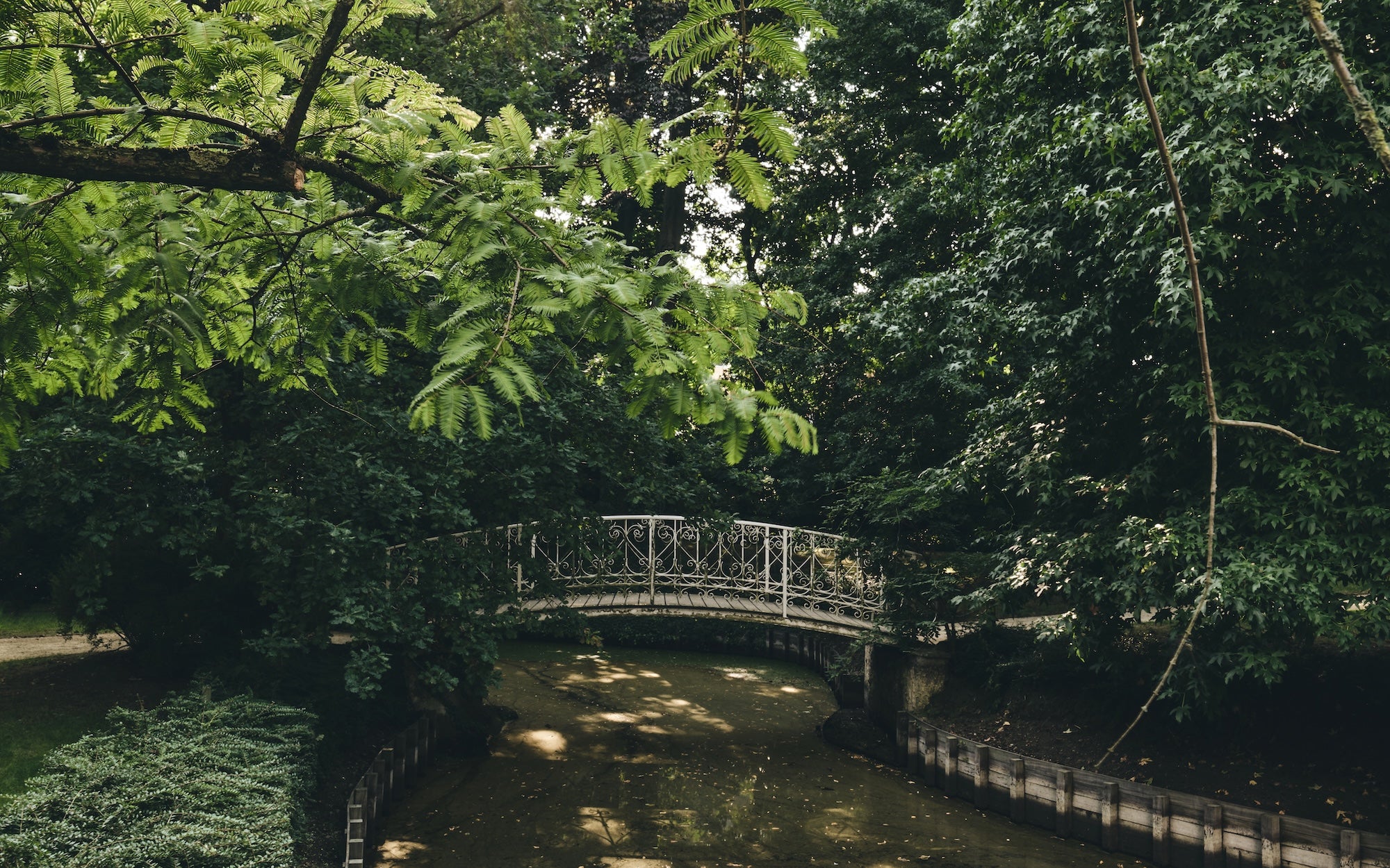 The Garden of Swans