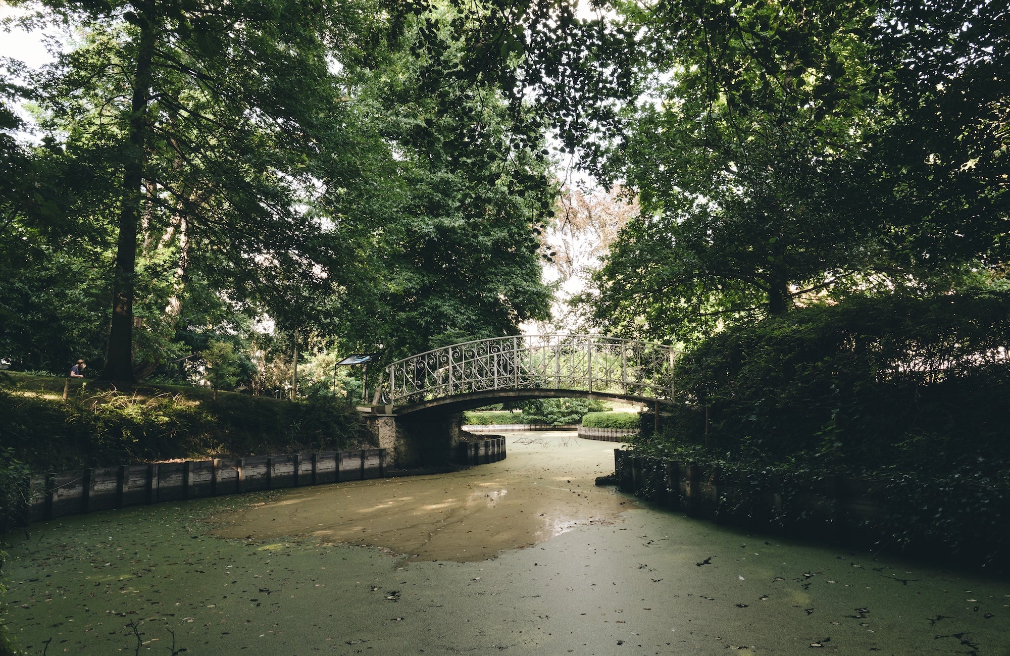 The Garden of Swans