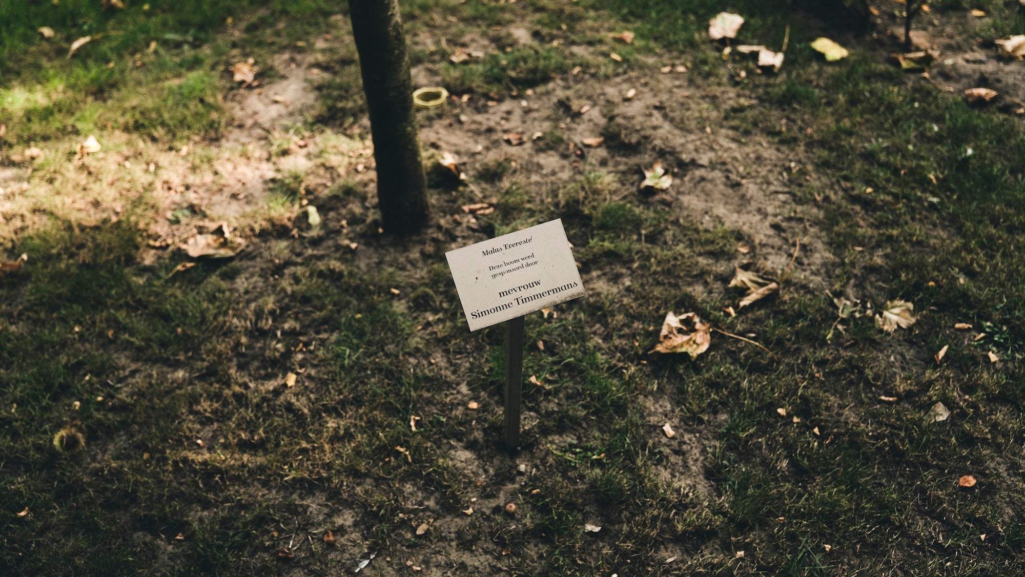 The Garden of Swans