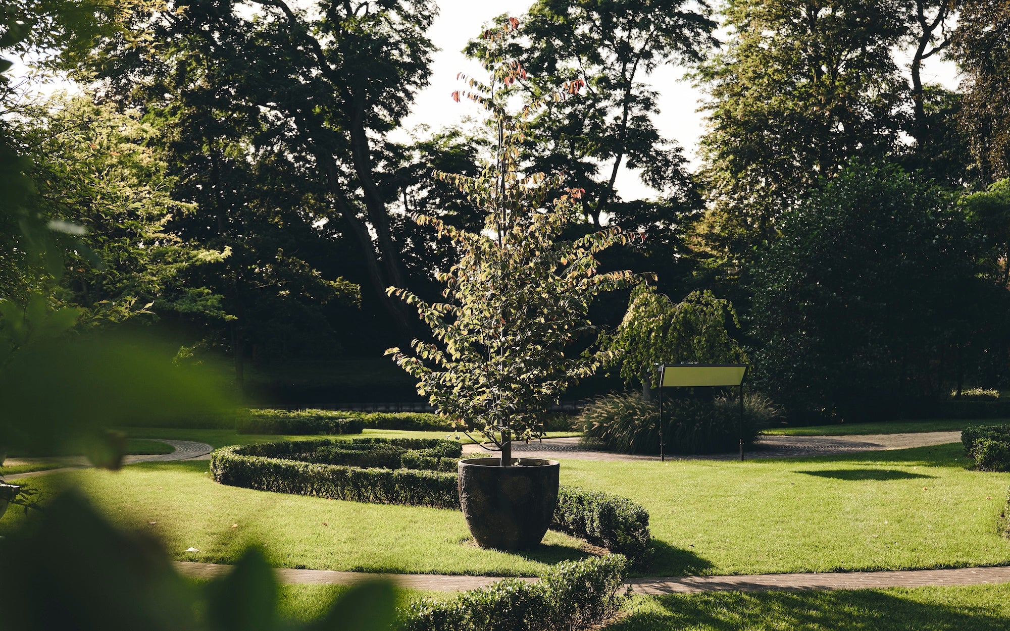 The Garden of Swans