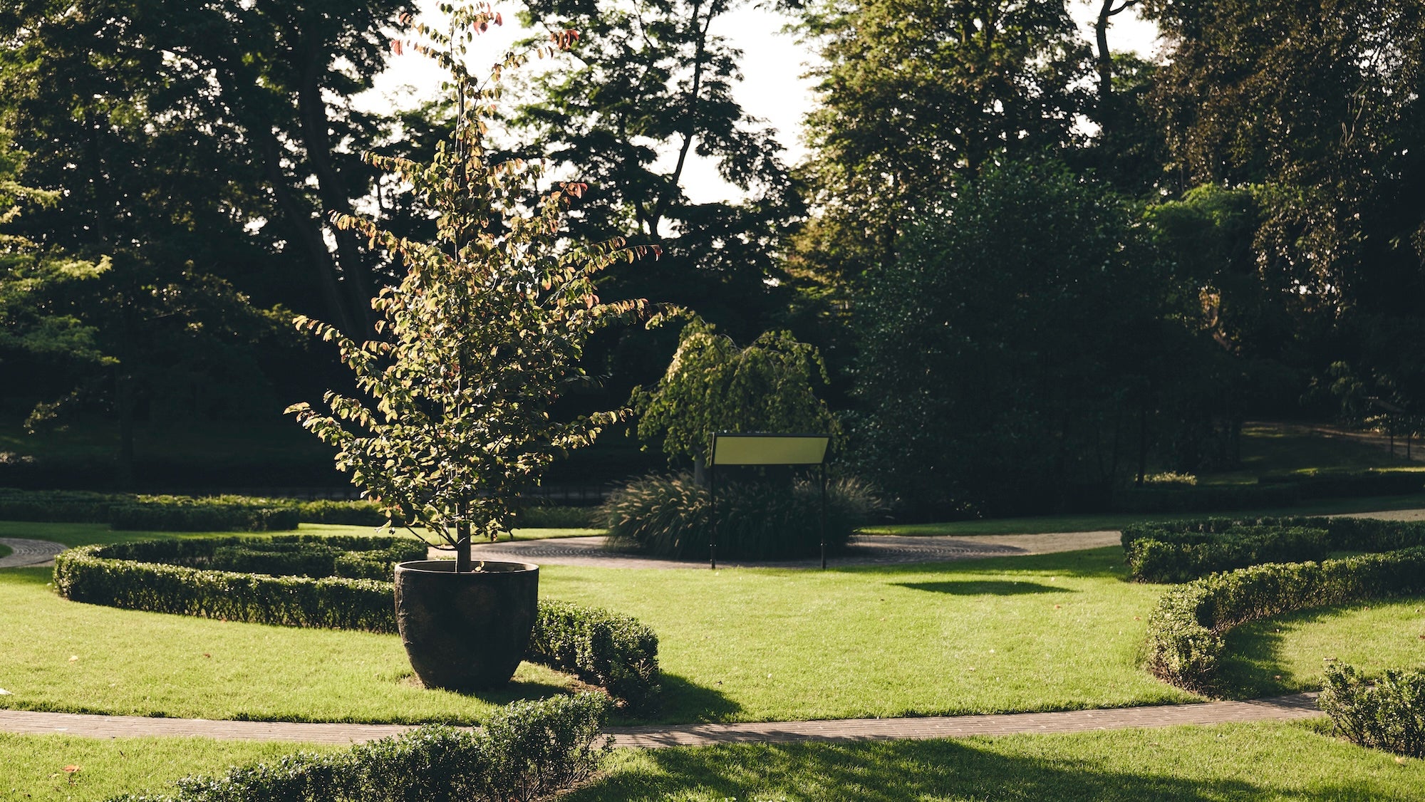 The Garden of Swans