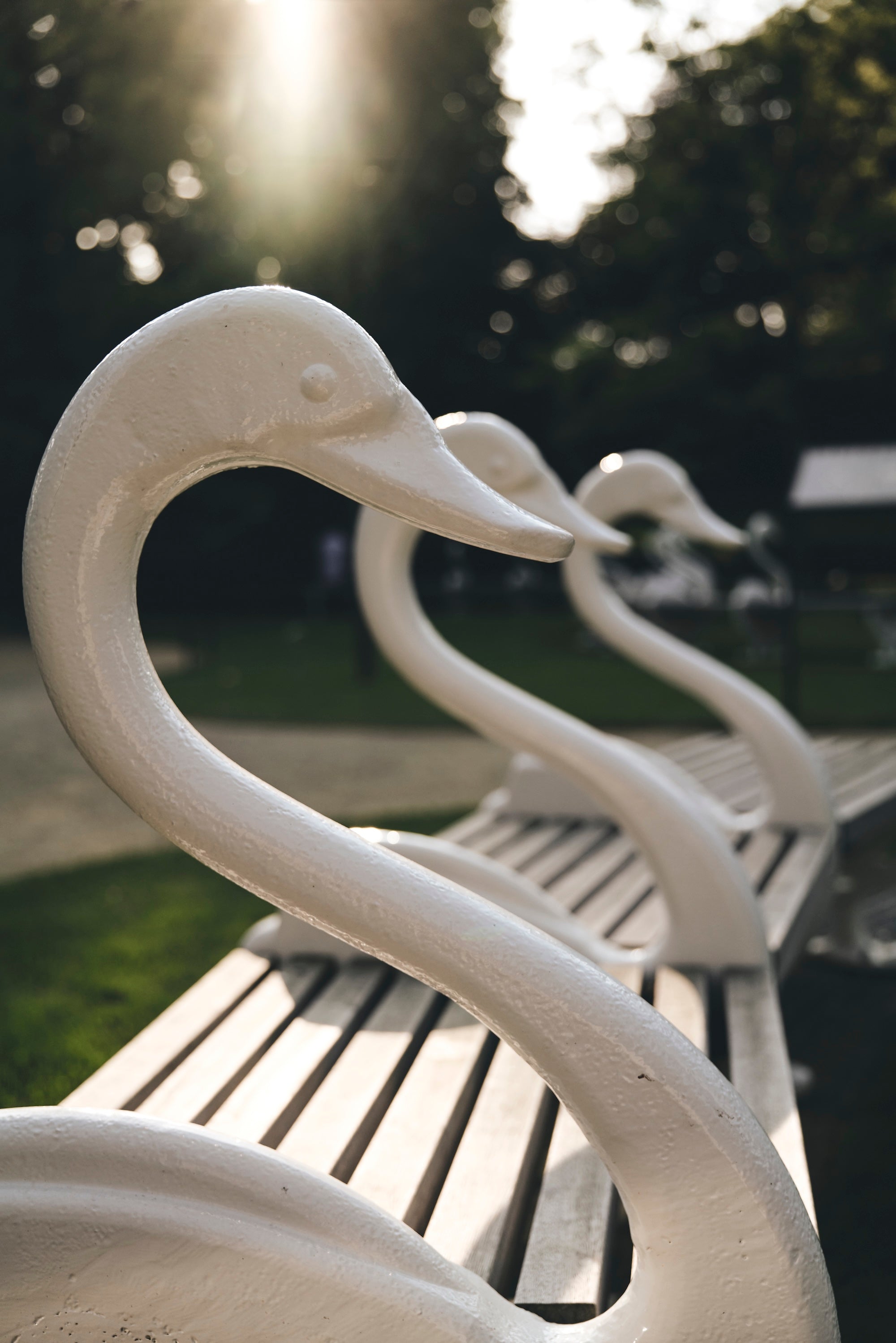 The Garden of Swans