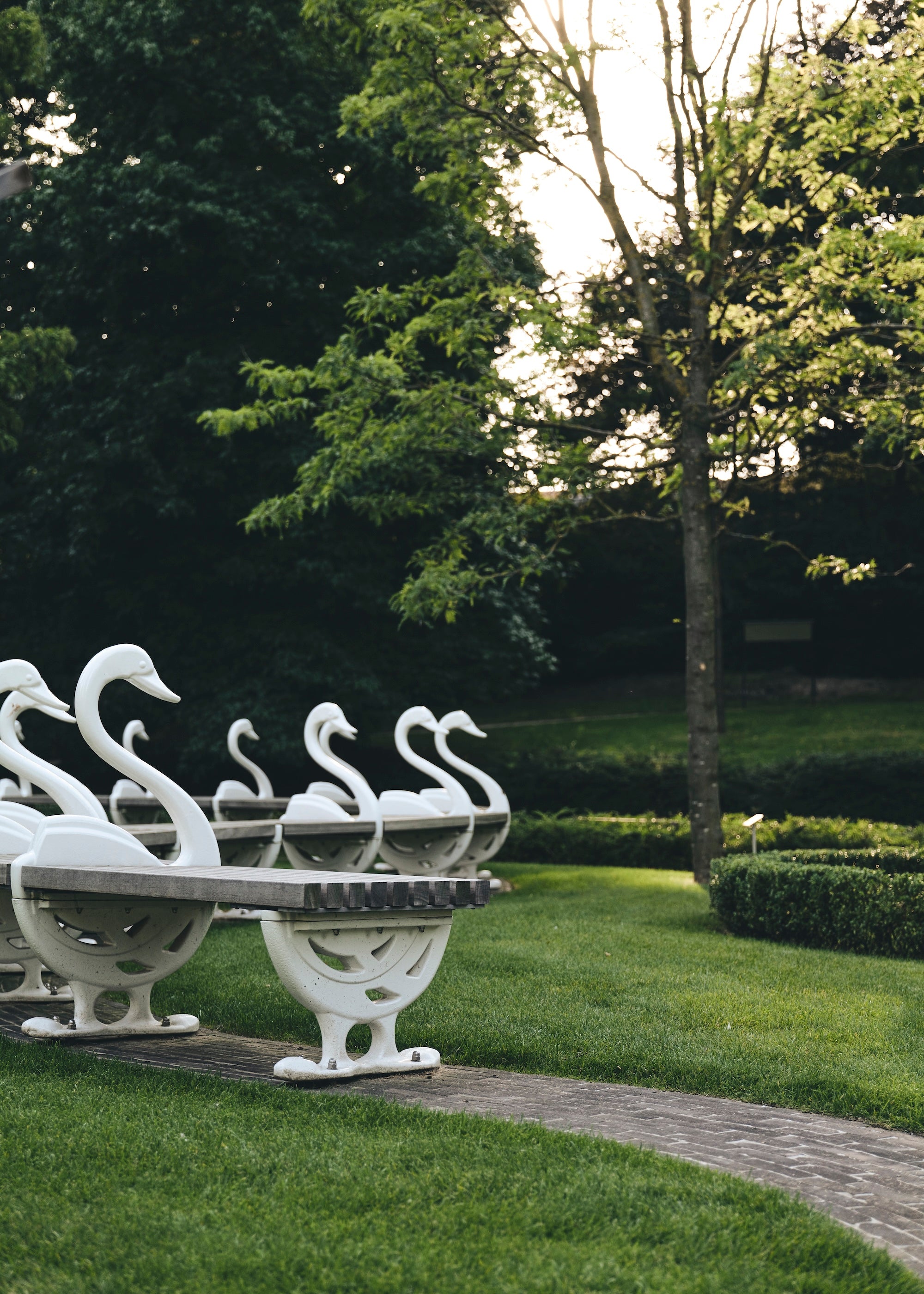 The Garden of Swans