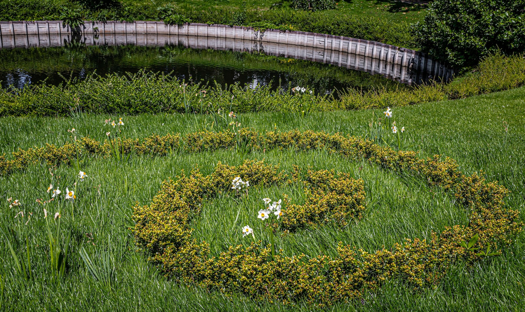 The Garden of Swans