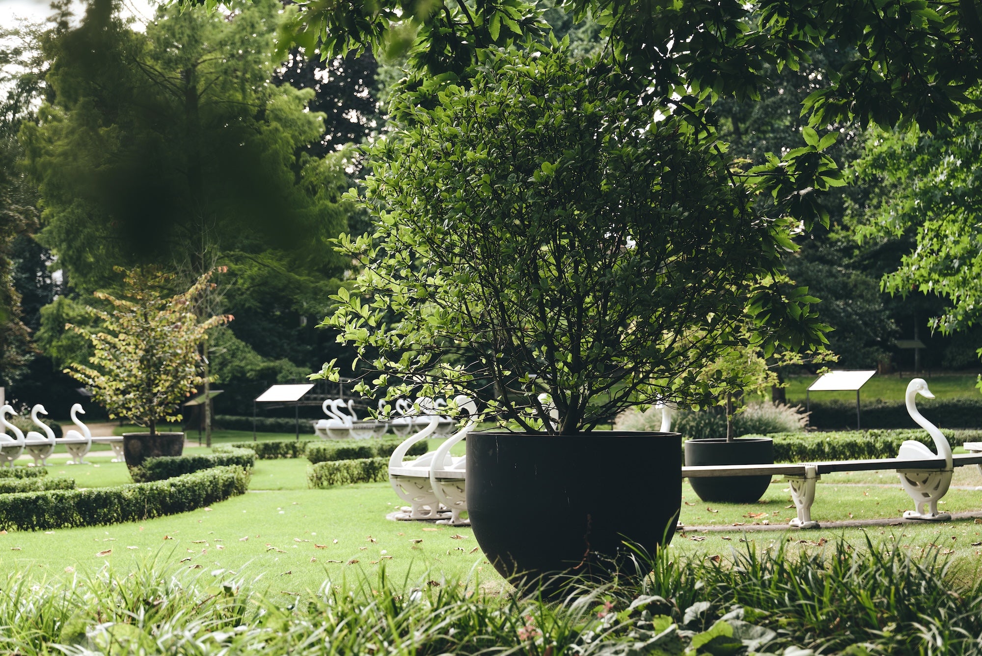 The Garden of Swans