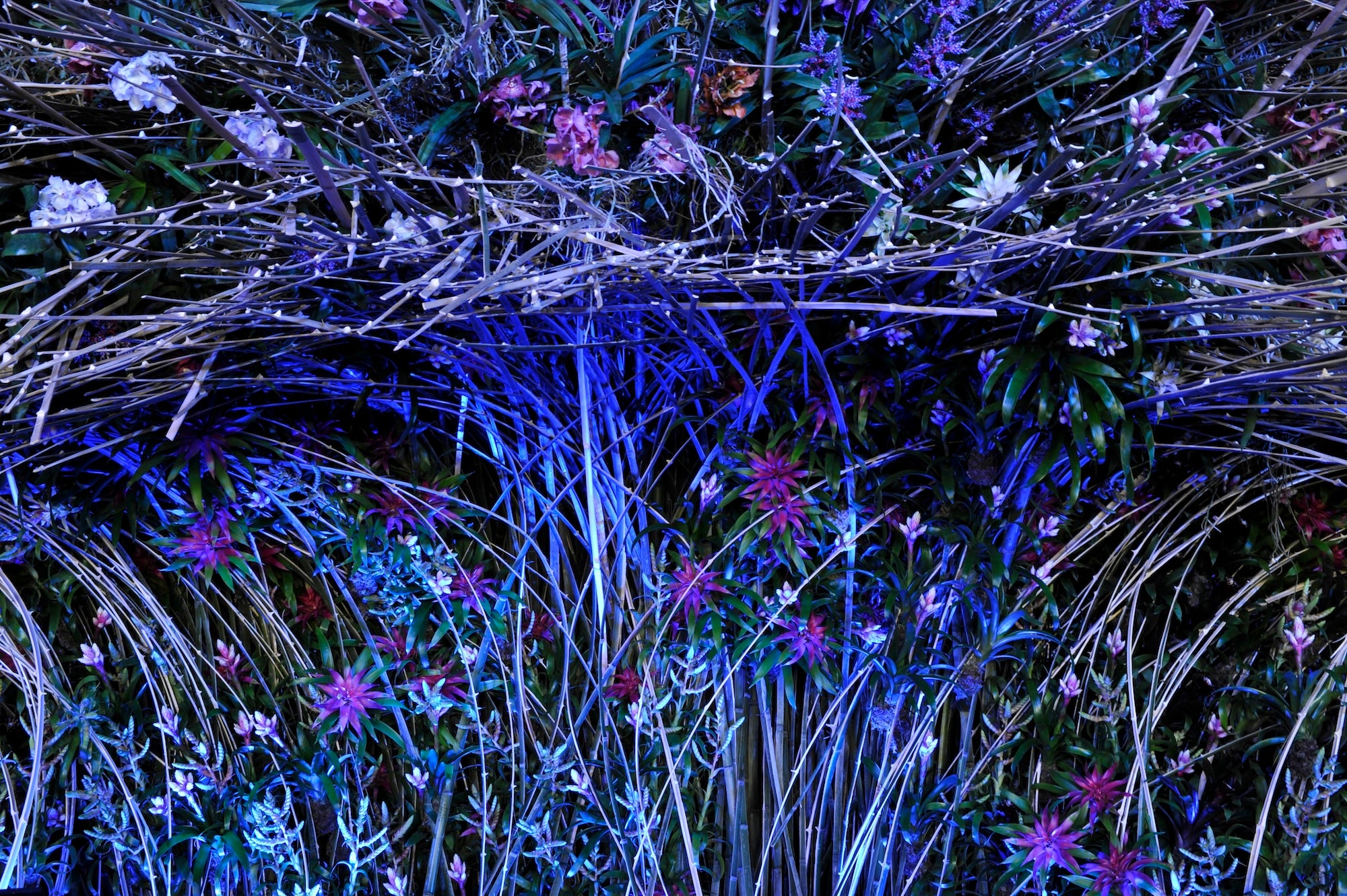 The Garden Awakens