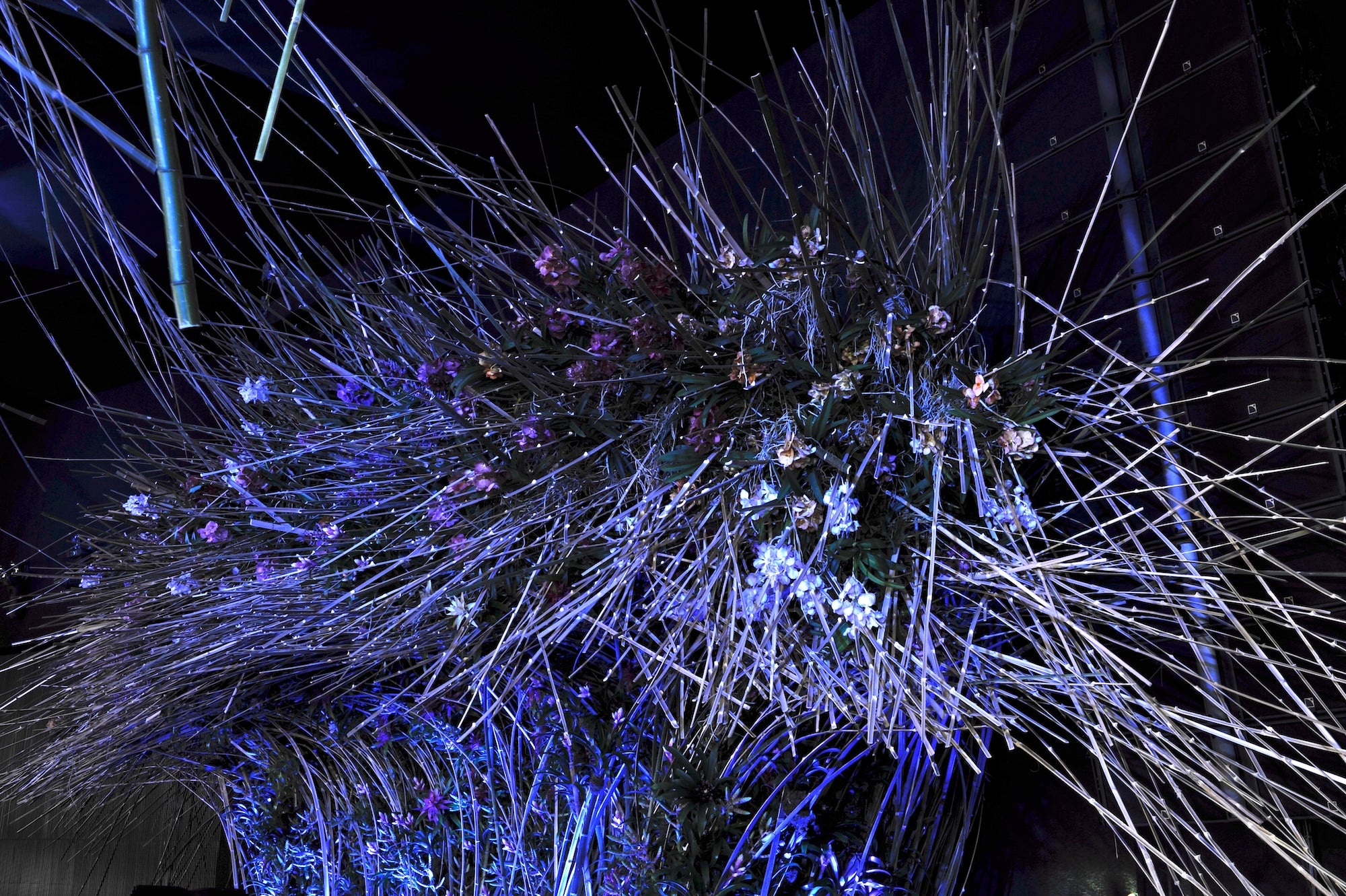The Garden Awakens