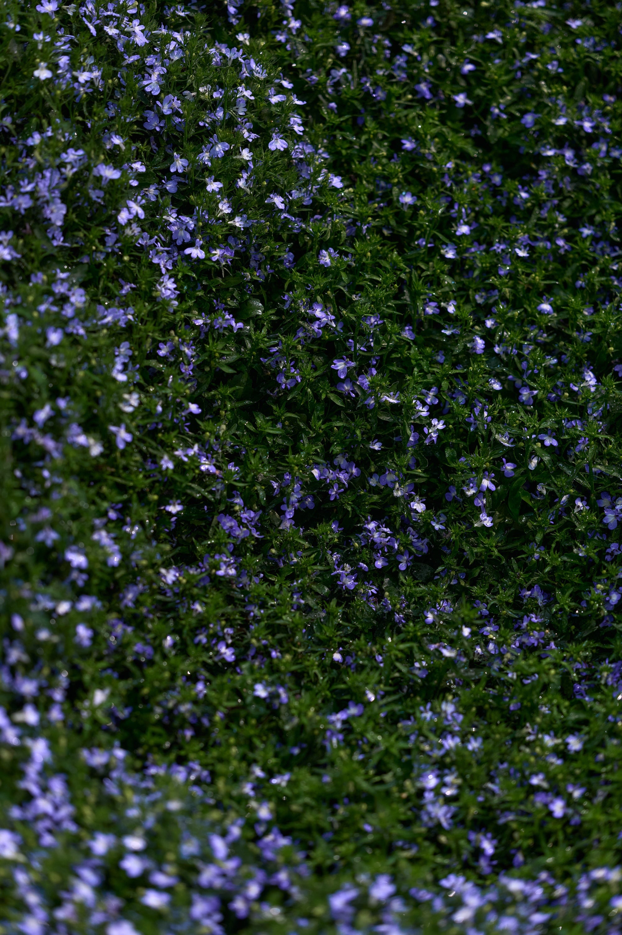 A Living Dialogue in Blue