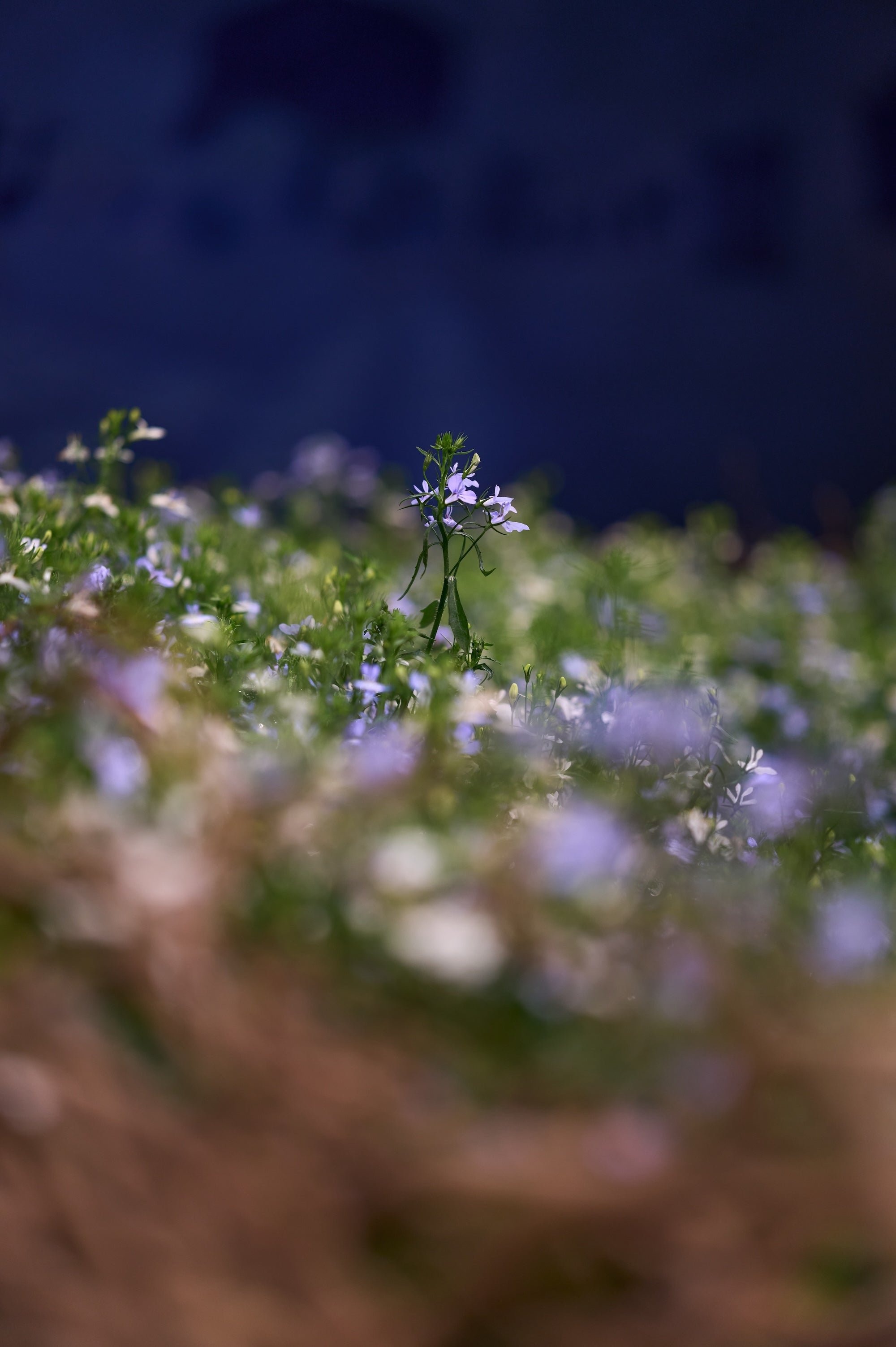 A Living Dialogue in Blue