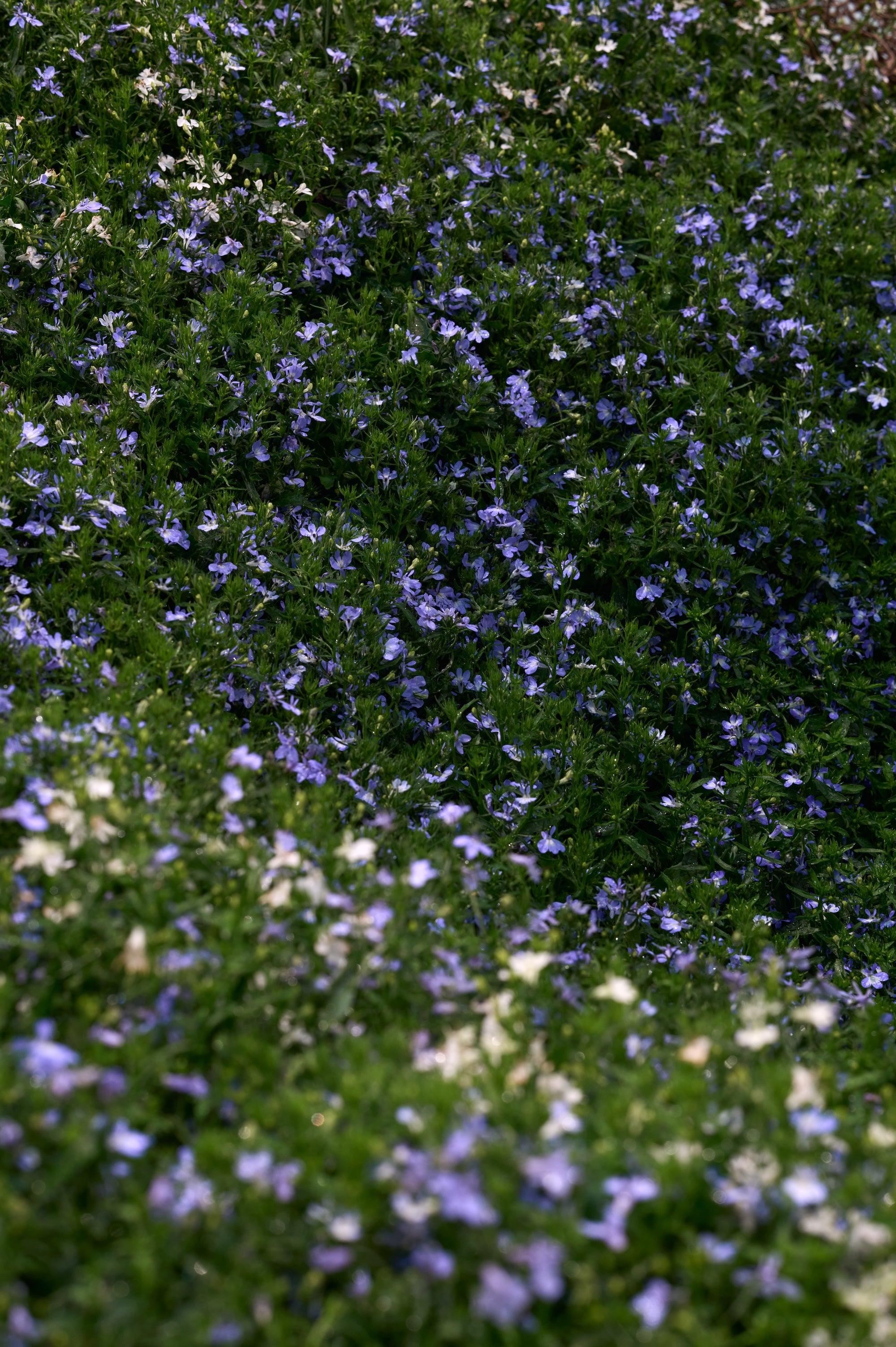 A Living Dialogue in Blue