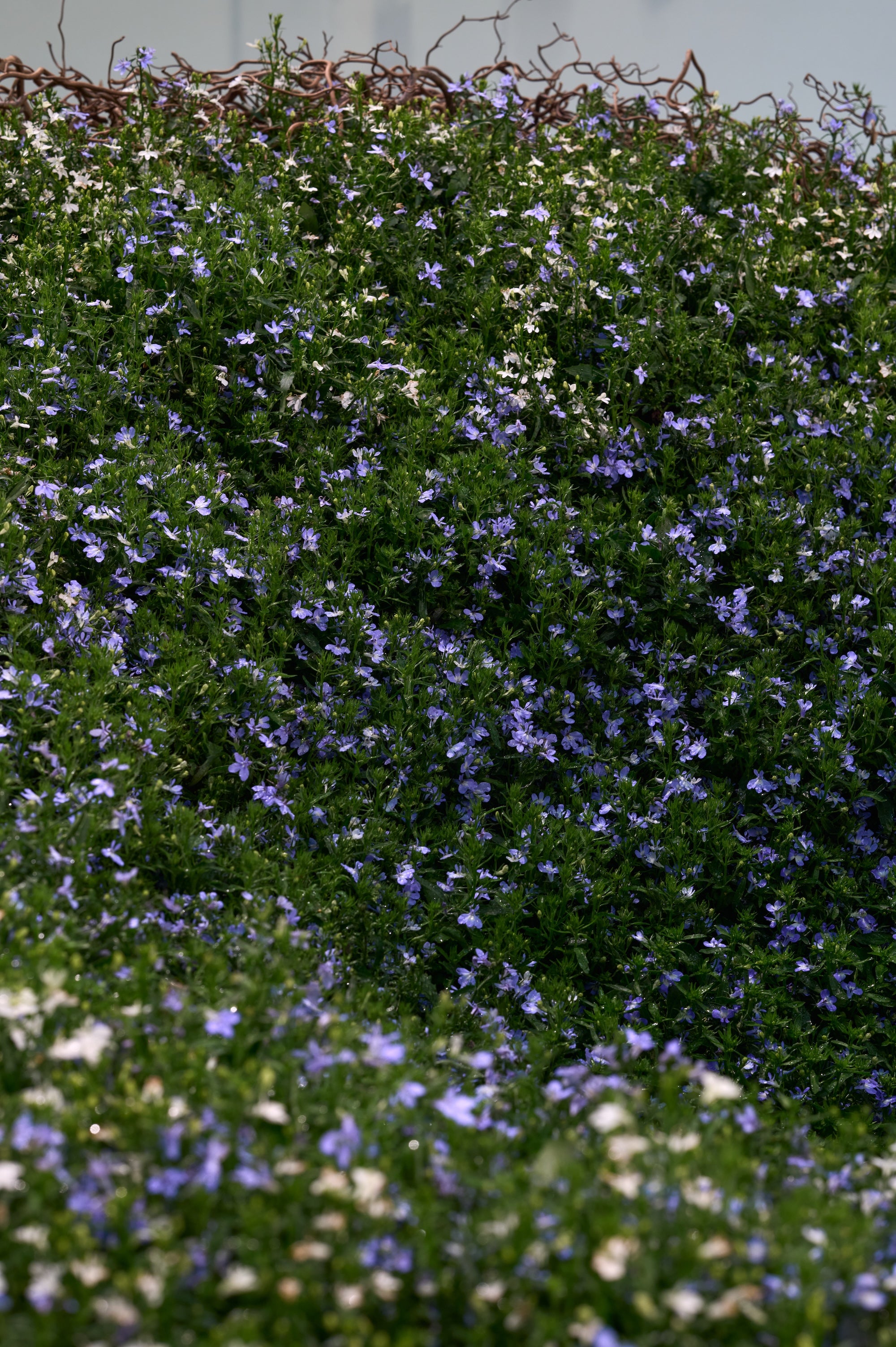 A Living Dialogue in Blue