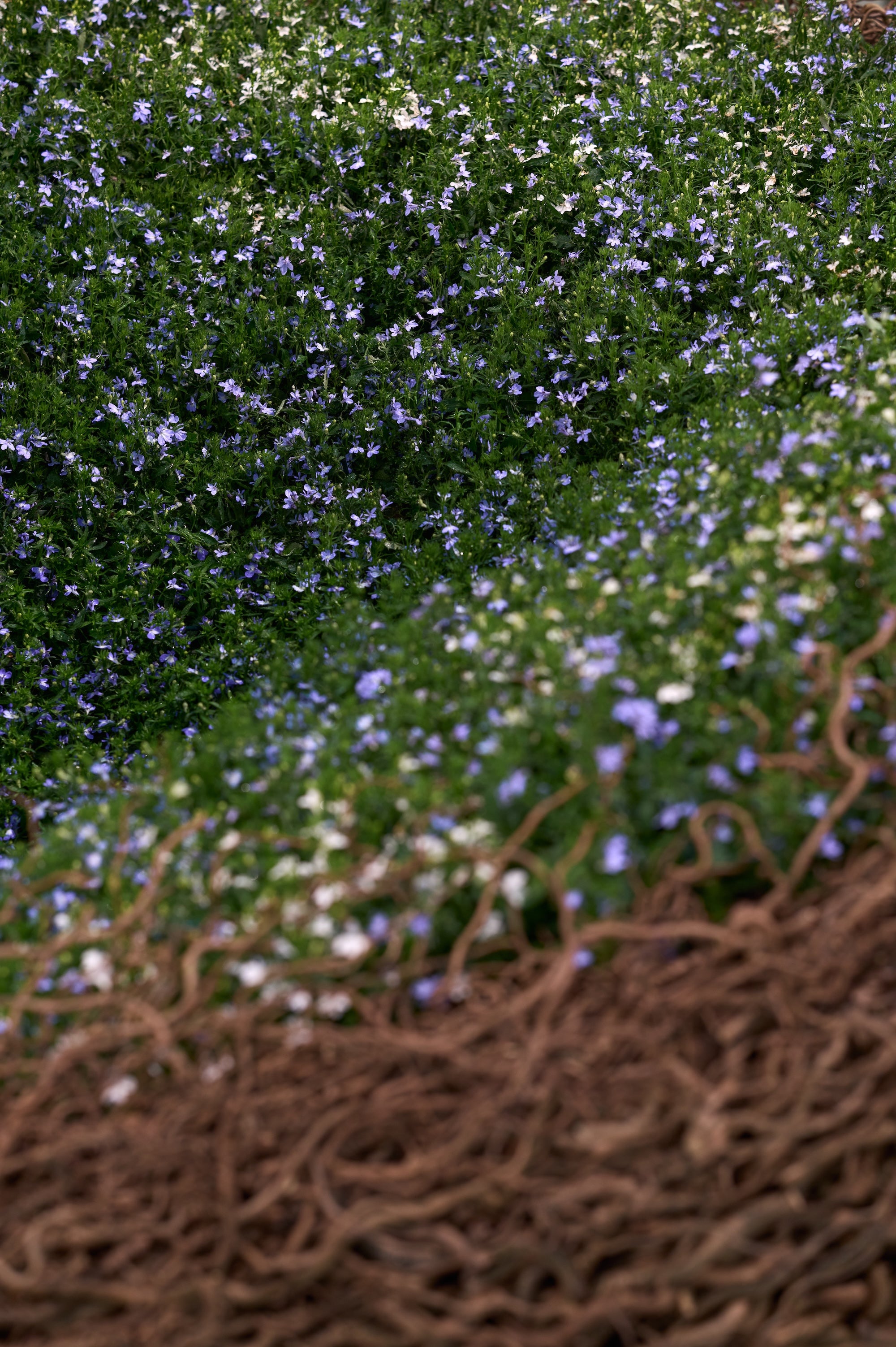 A Living Dialogue in Blue