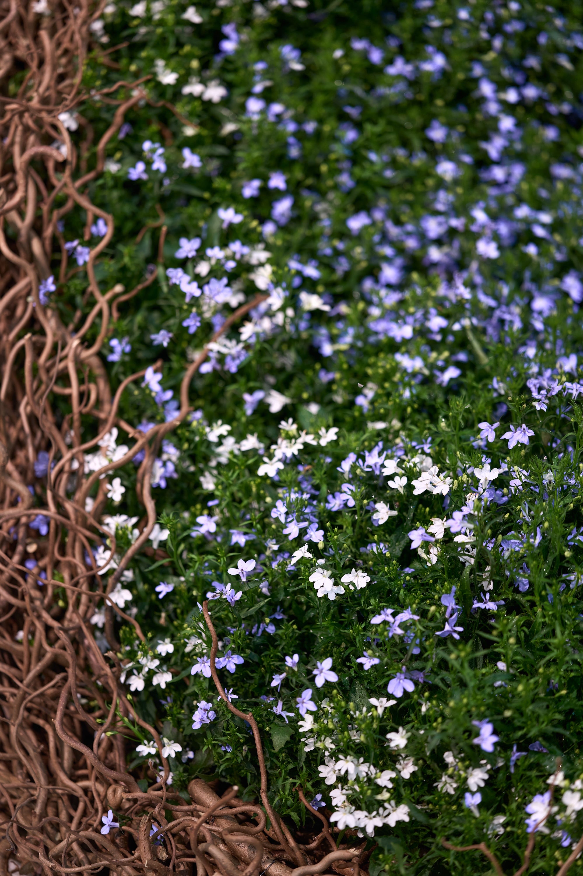 A Living Dialogue in Blue