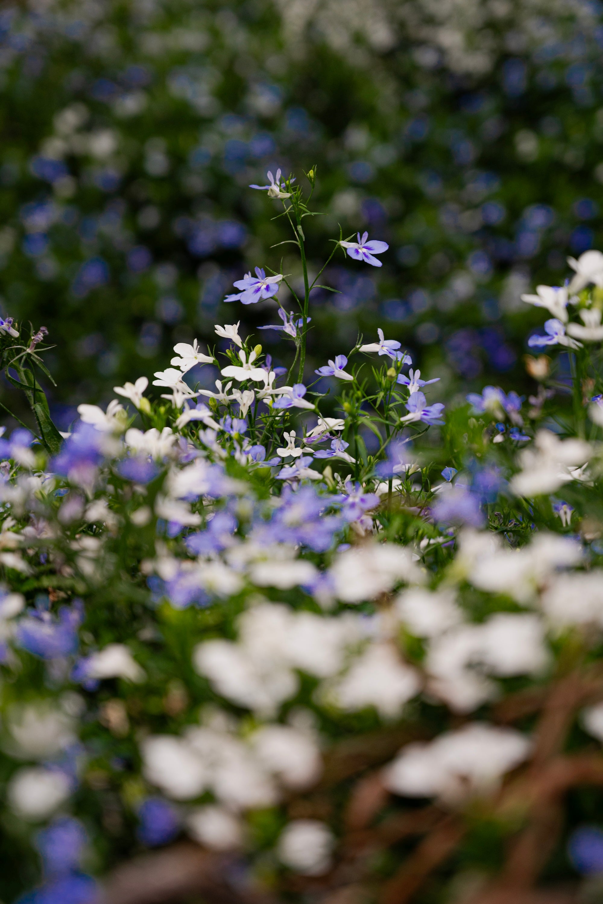 A Living Dialogue in Blue