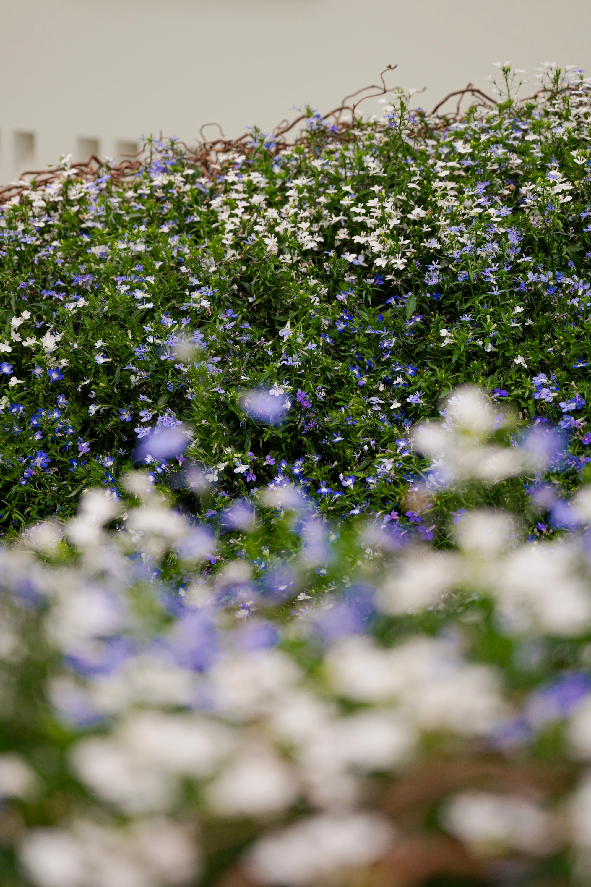 A Living Dialogue in Blue