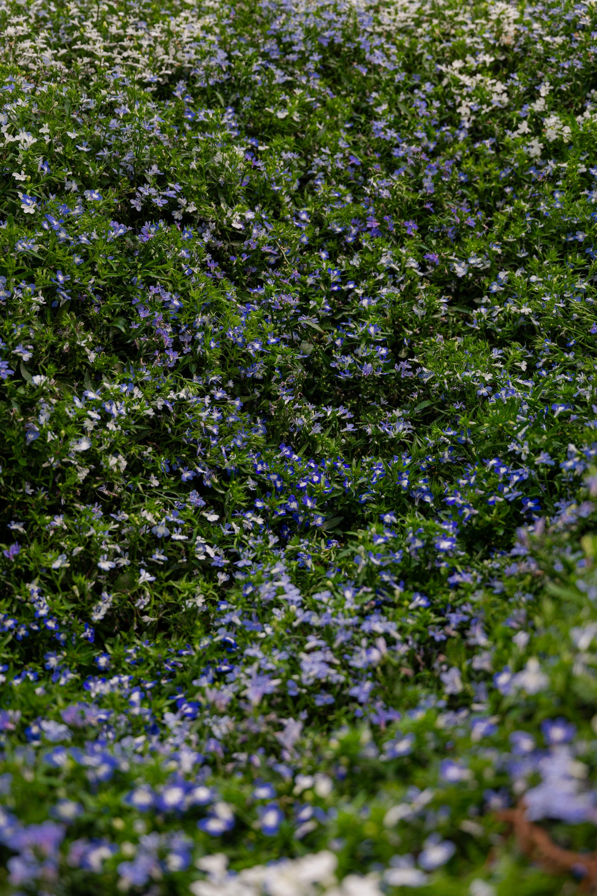 A Living Dialogue in Blue