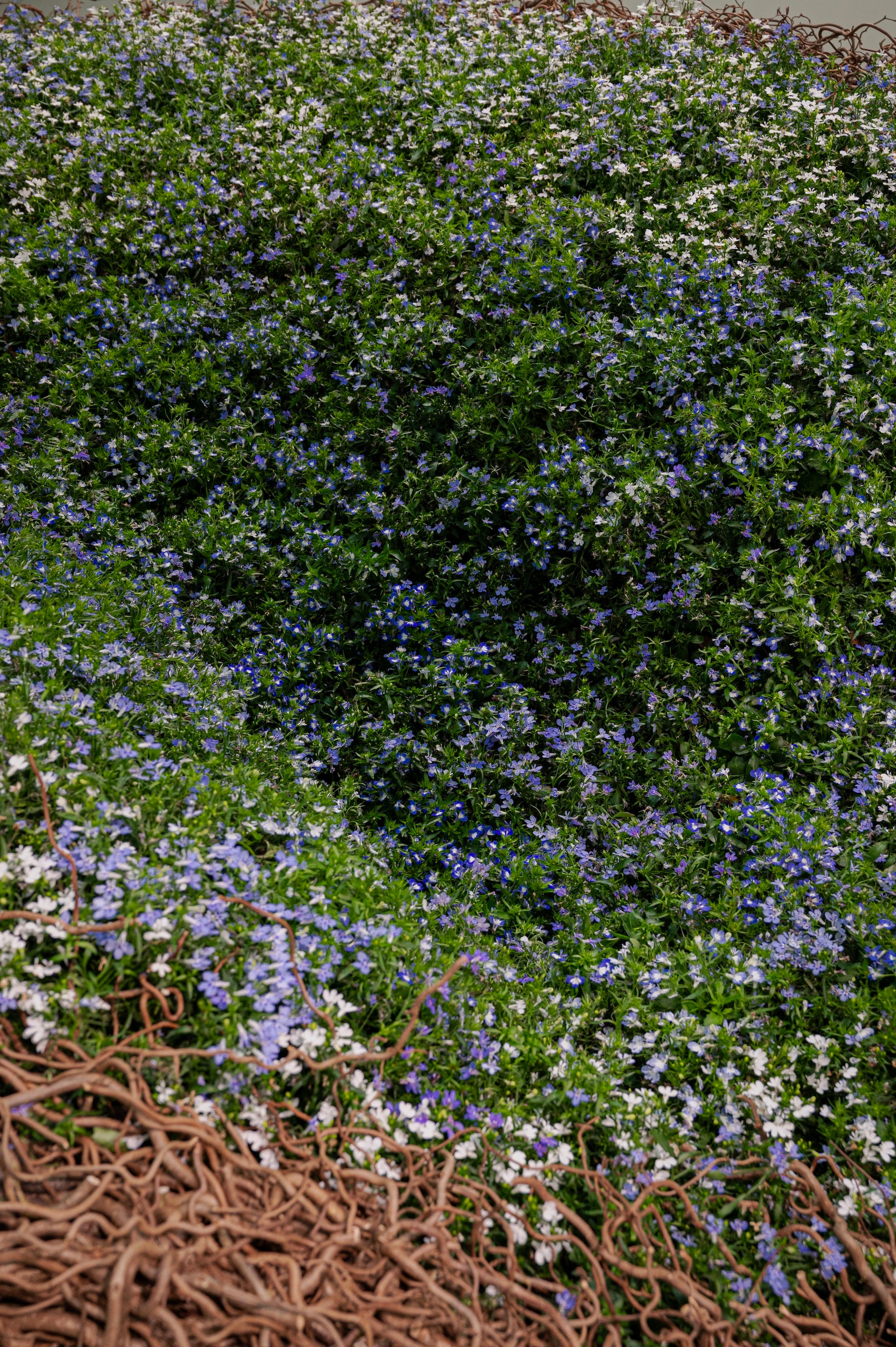 A Living Dialogue in Blue