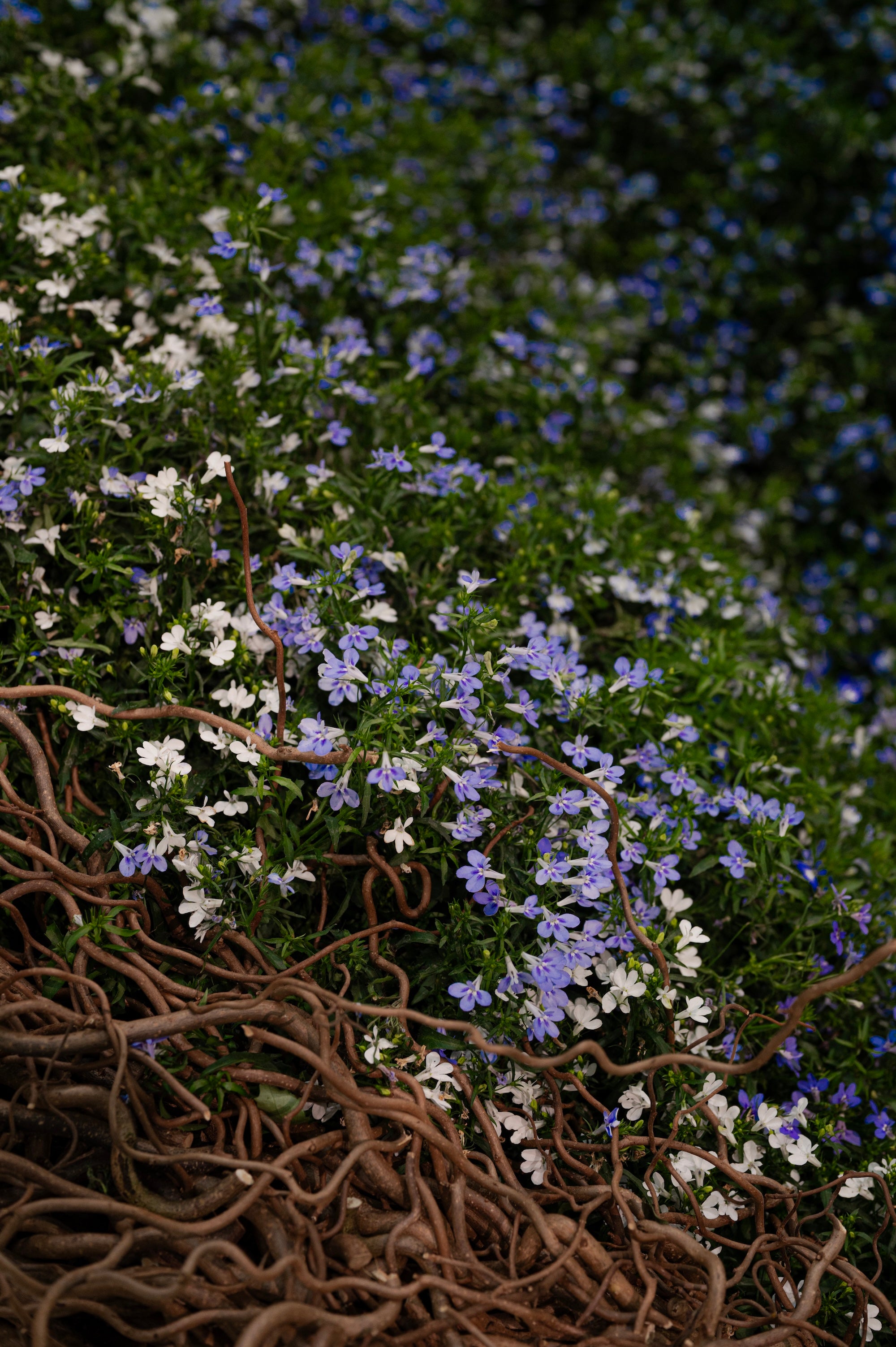 A Living Dialogue in Blue