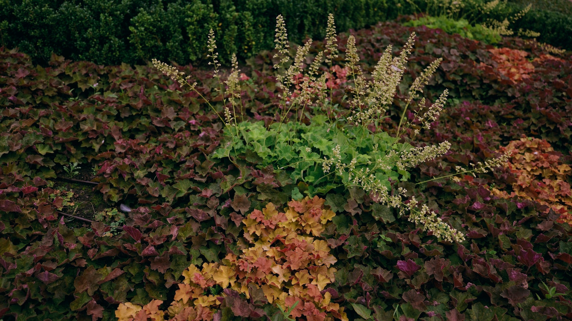 The Civic Garden
