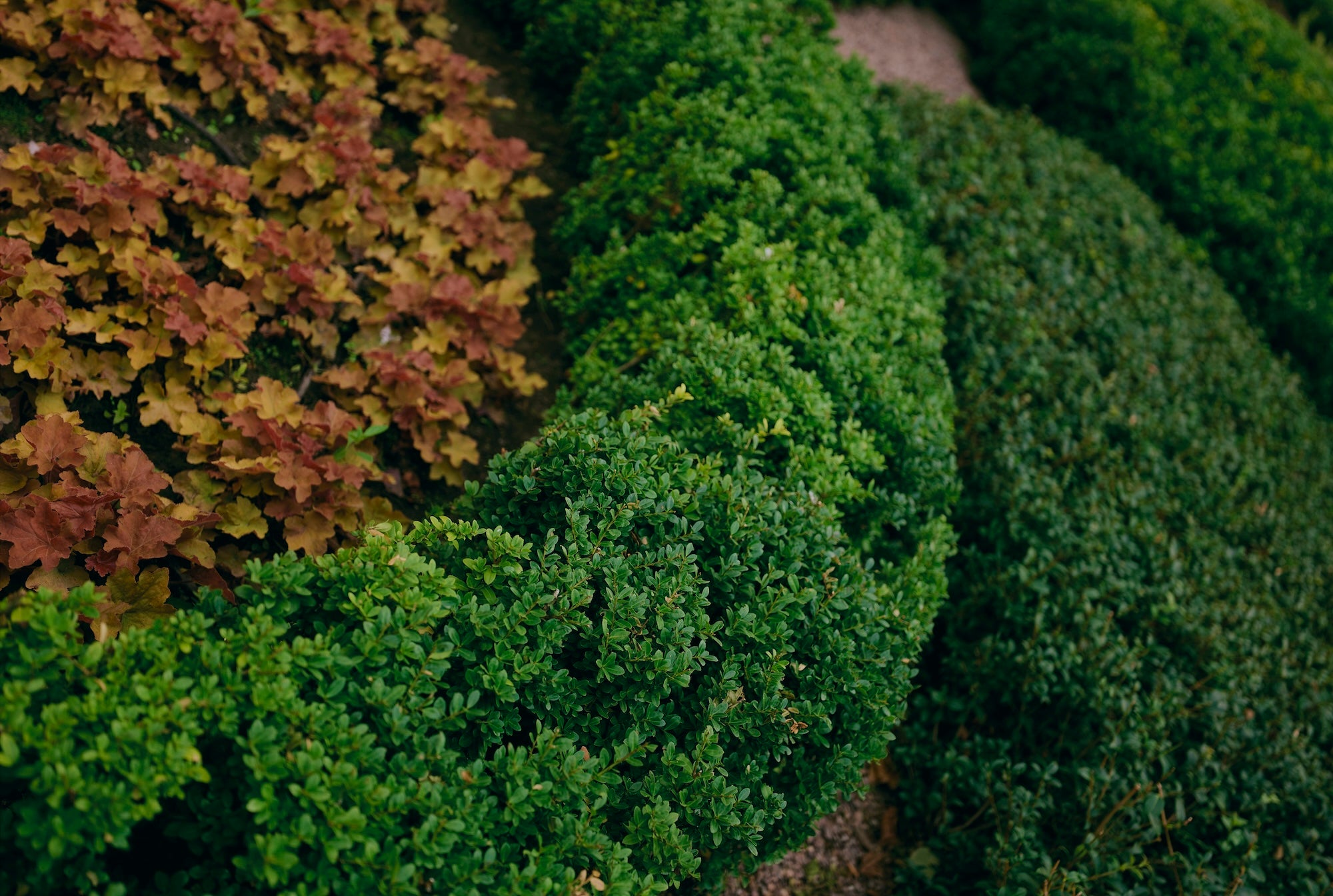 The Civic Garden