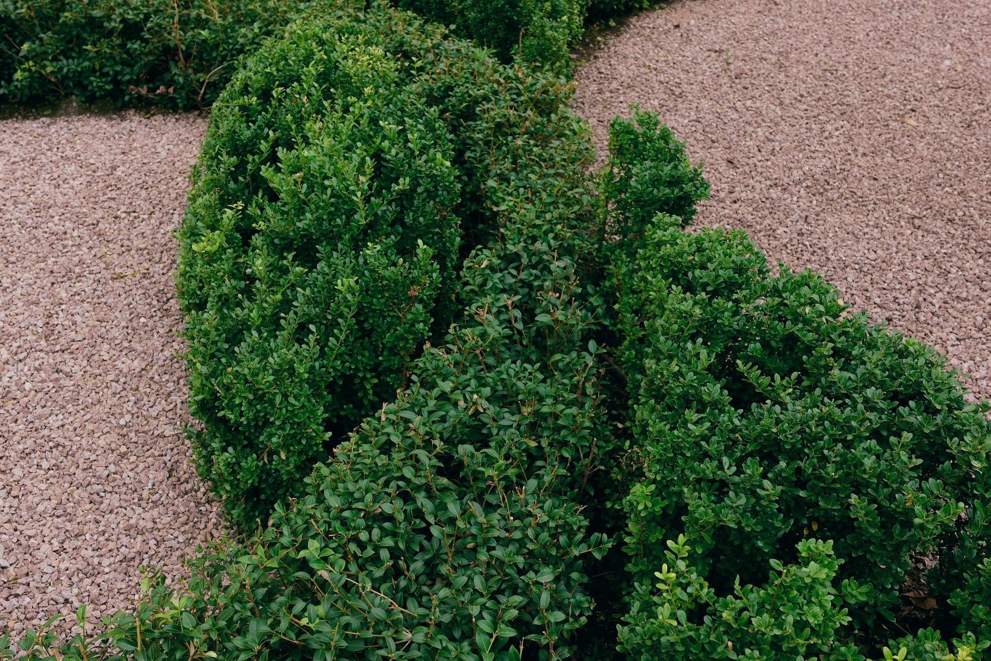 The Civic Garden