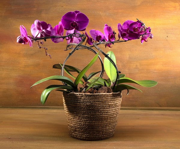 Signature Bold Orchid