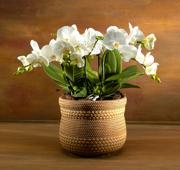 Signature Serene Orchid