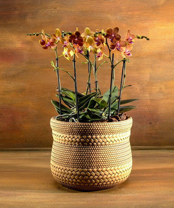 Signature Gentle Orchid