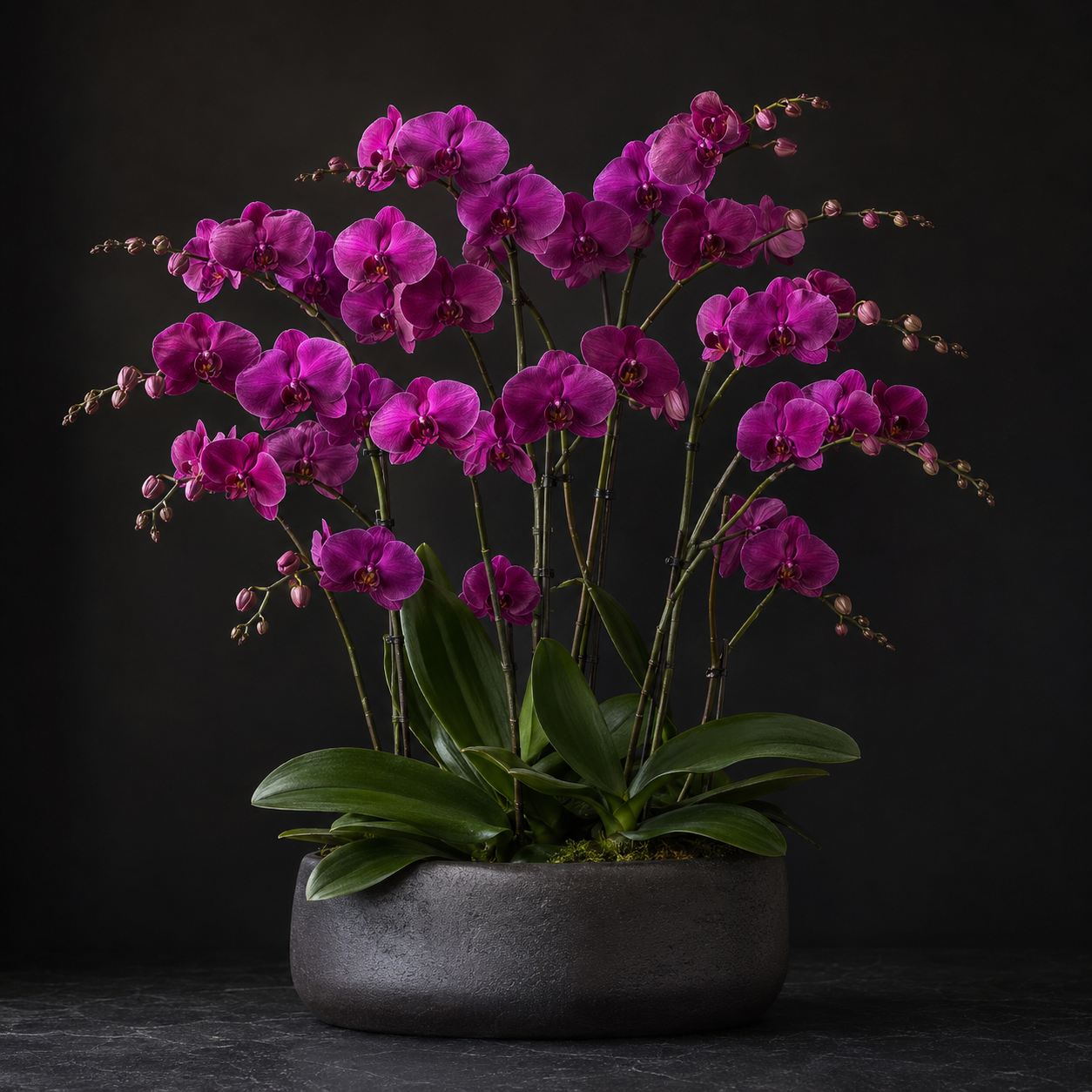 Classic Orchid