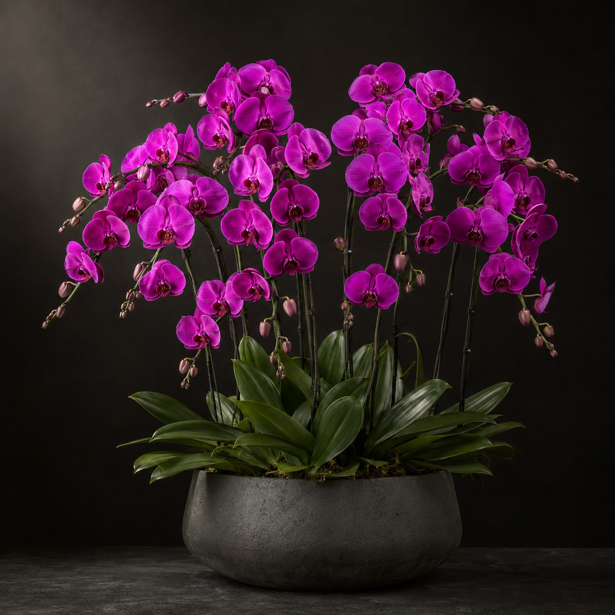 Classic Orchid
