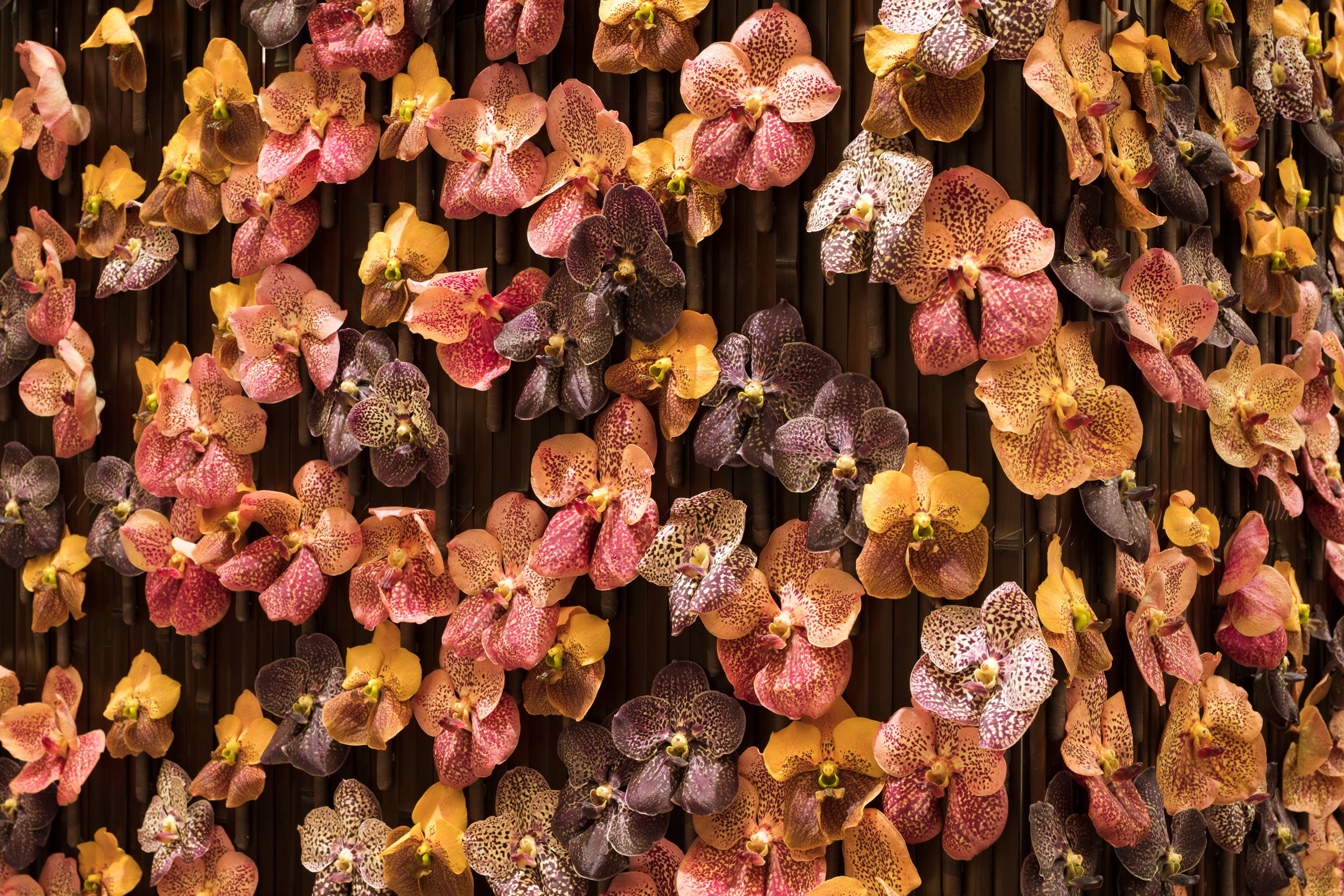 A New Chapter in Bloom