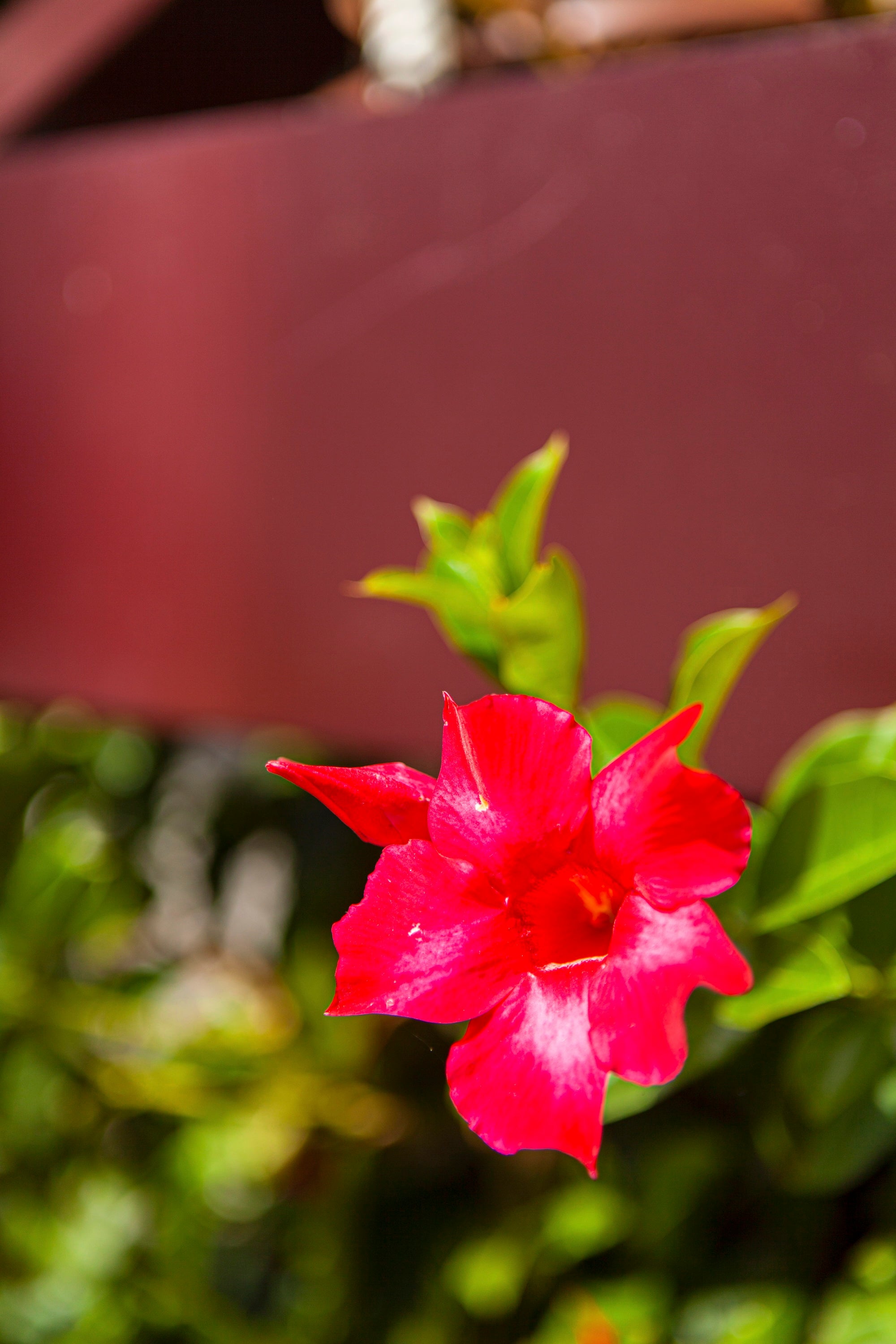 A Passage in Bloom
