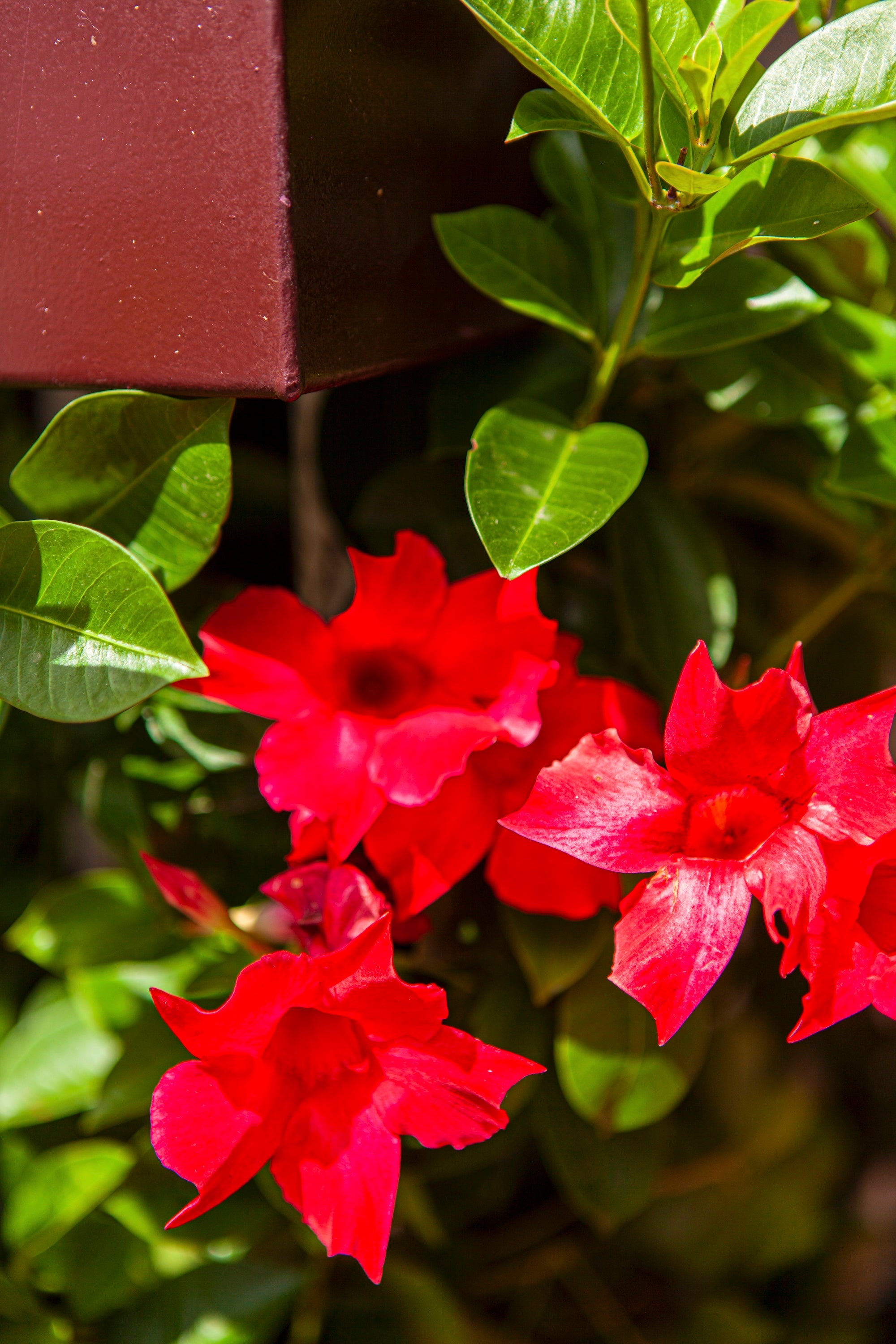 A Passage in Bloom