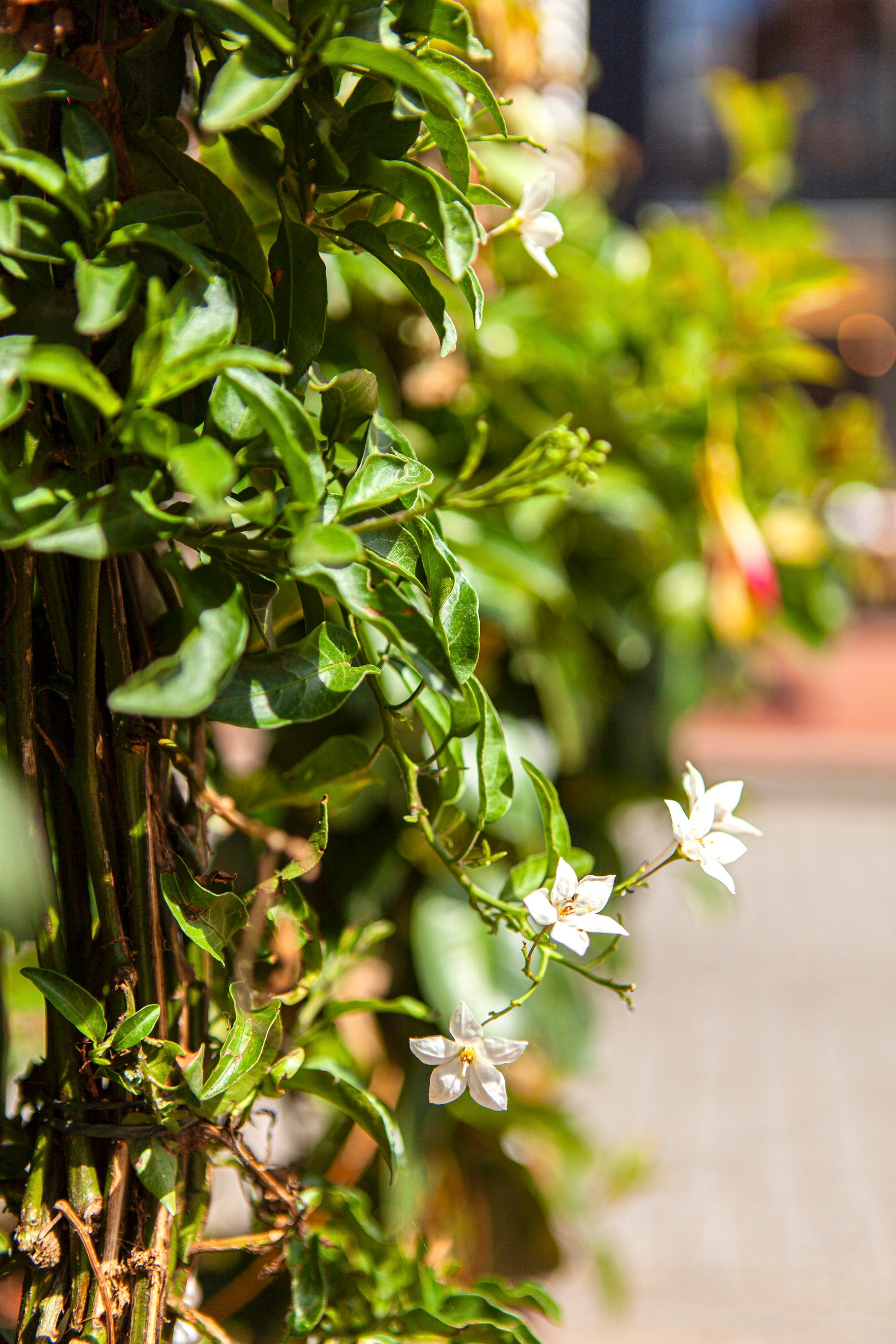 A Passage in Bloom