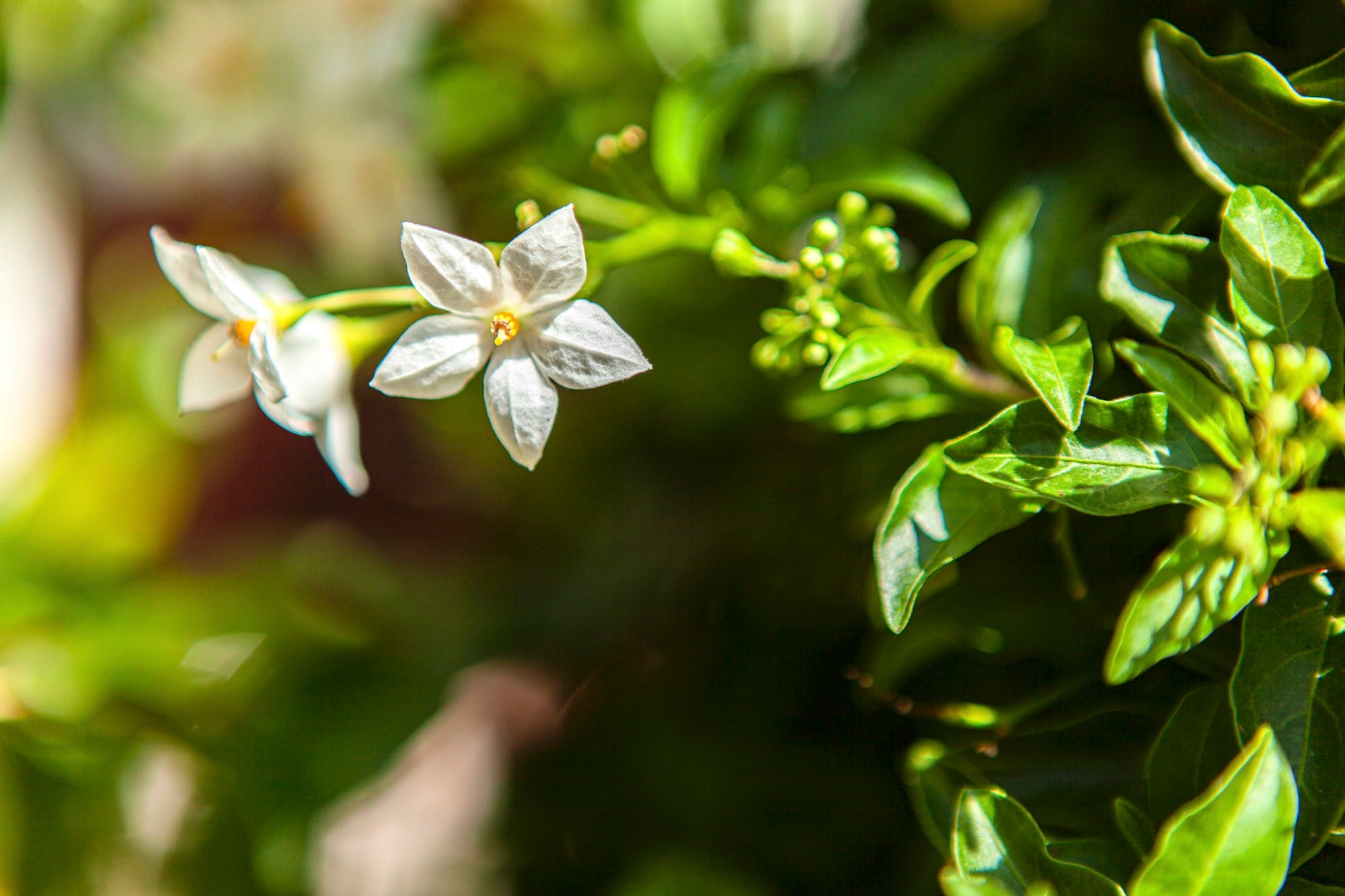 A Passage in Bloom