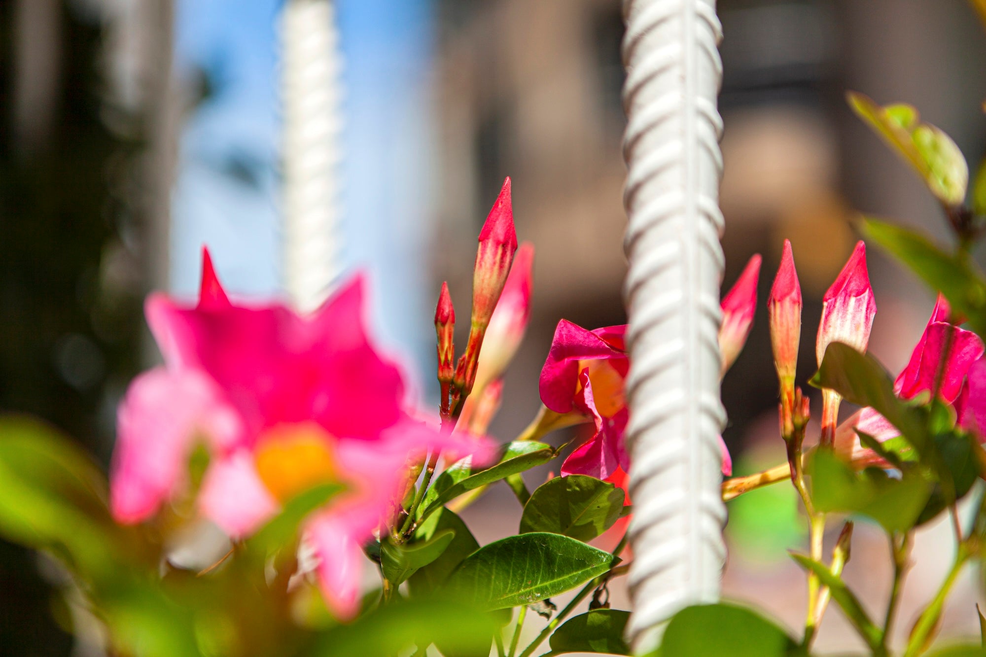 A Passage in Bloom