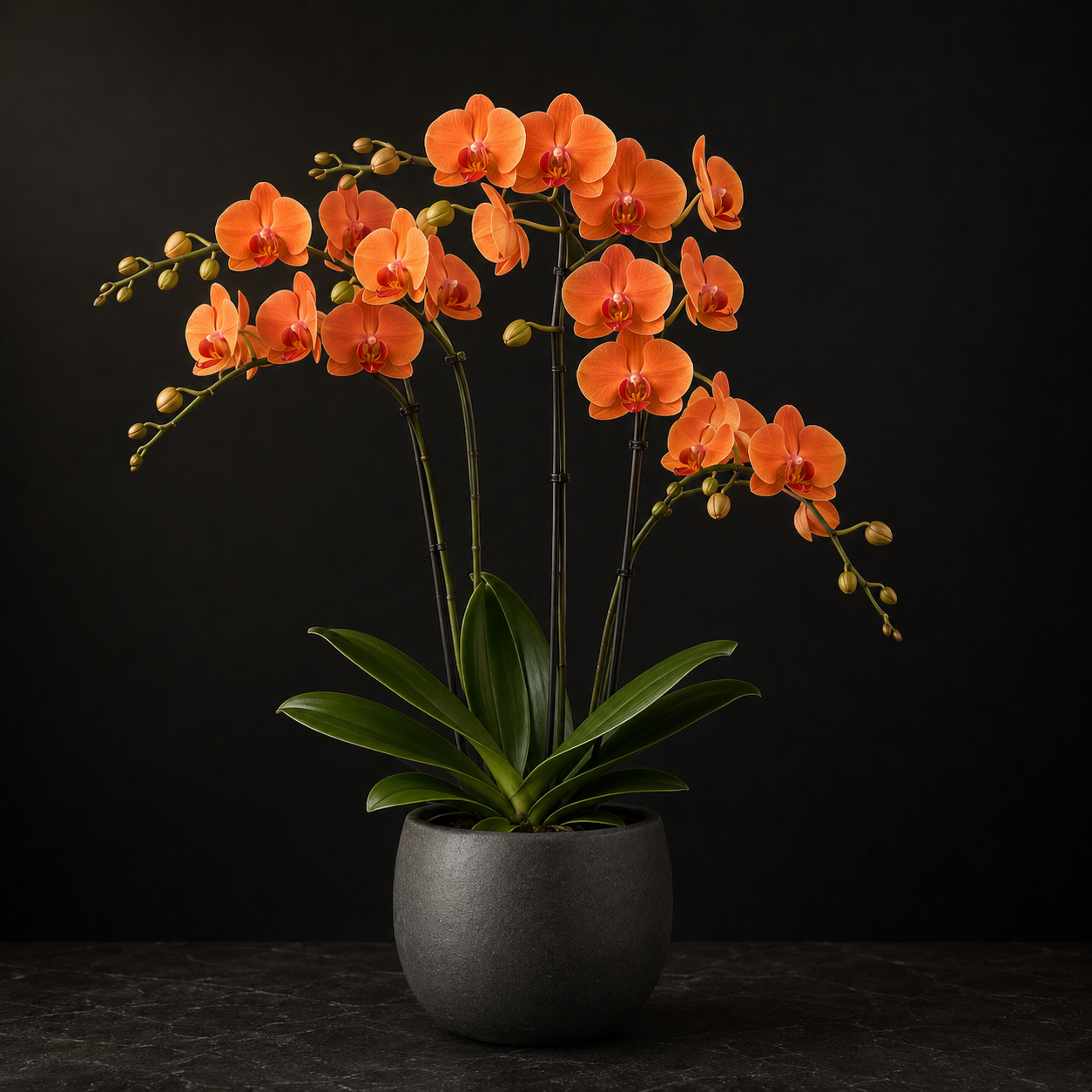 Classic Orchid