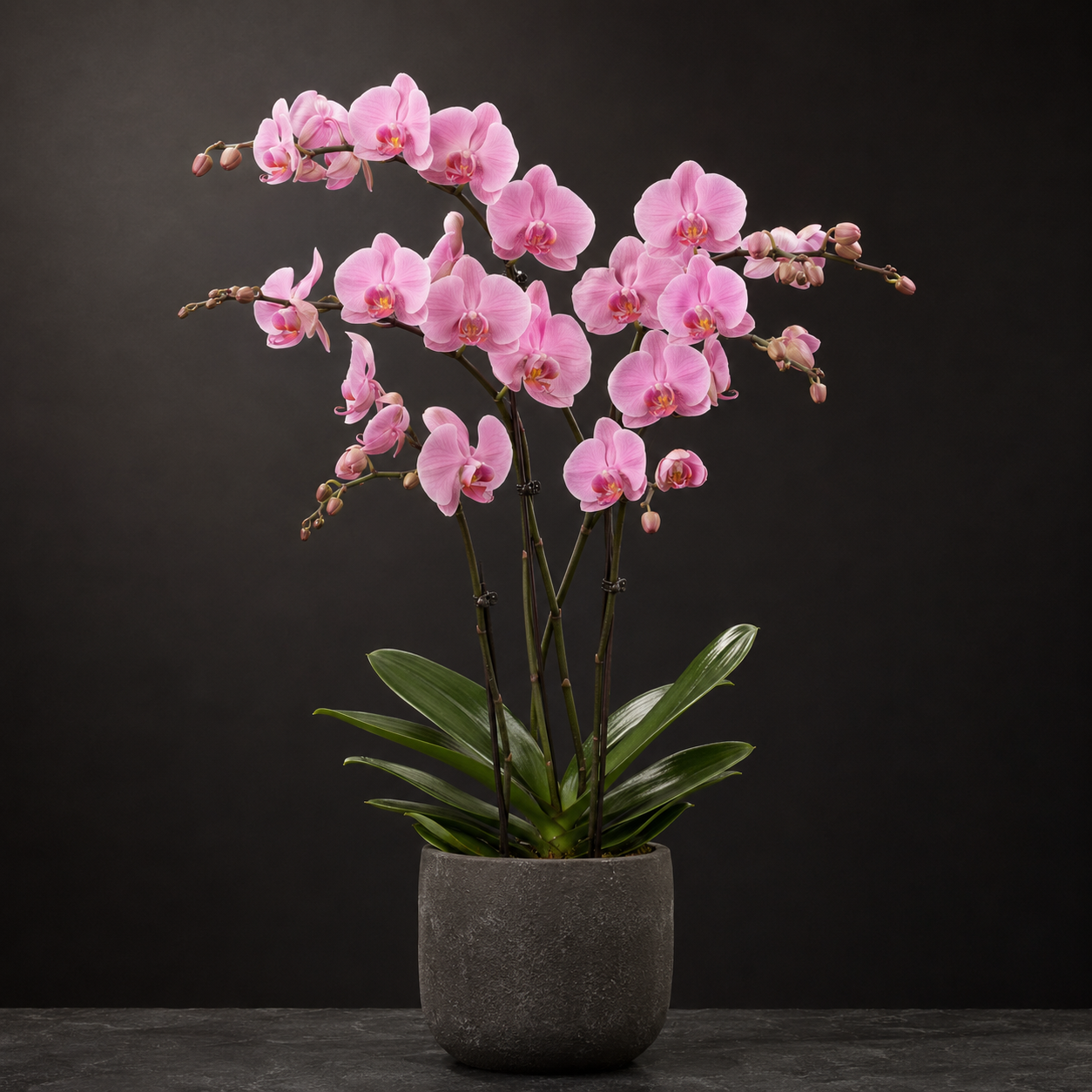 Classic Orchid