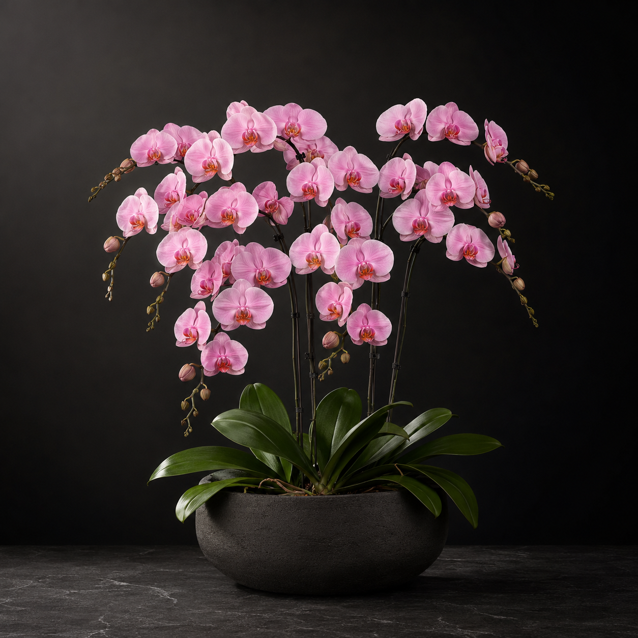 Classic Orchid