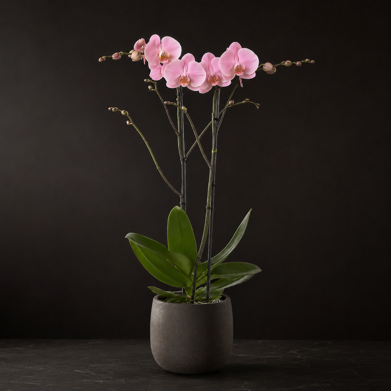 Classic Orchid