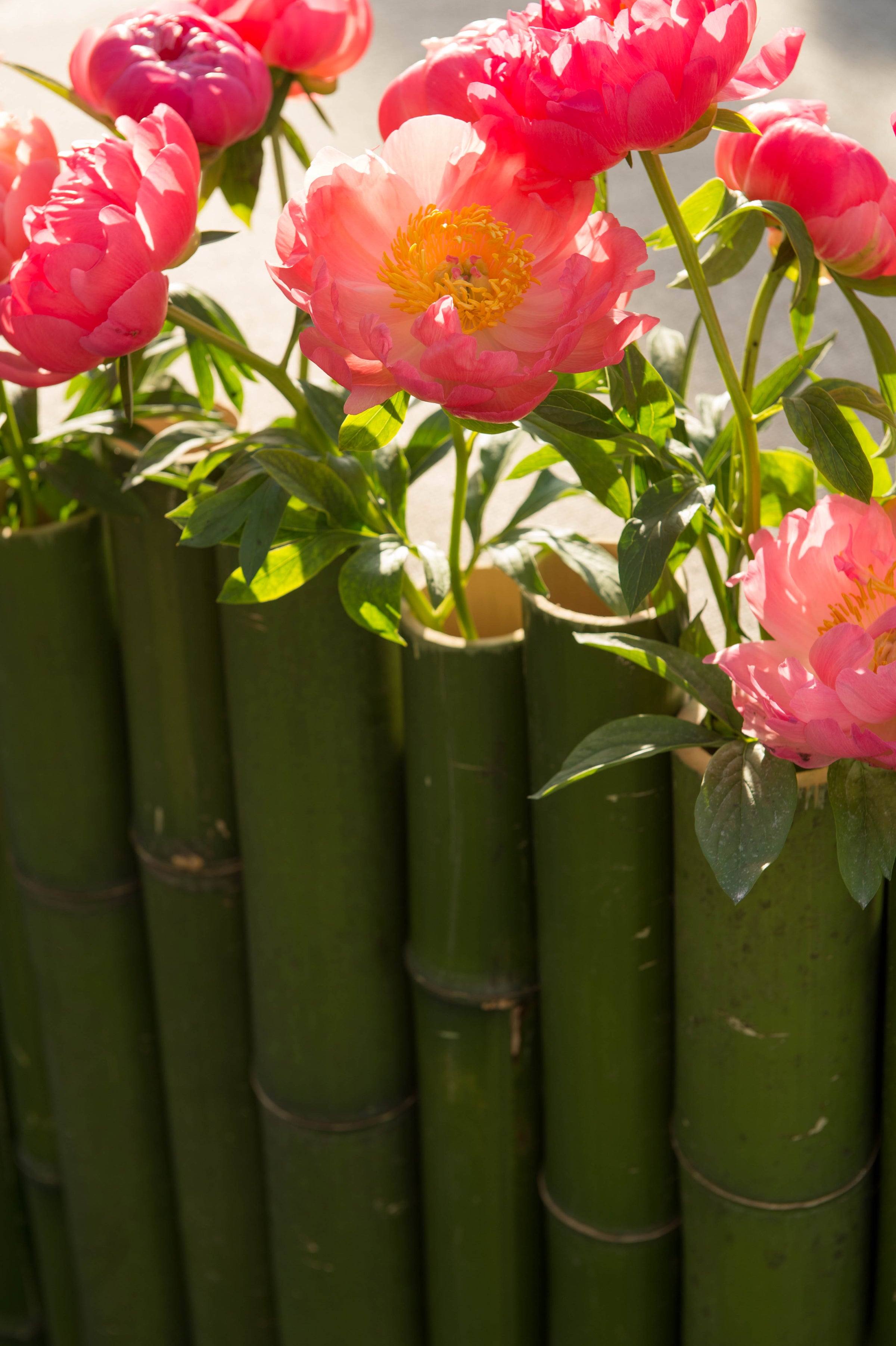 Beneath the Bamboo
