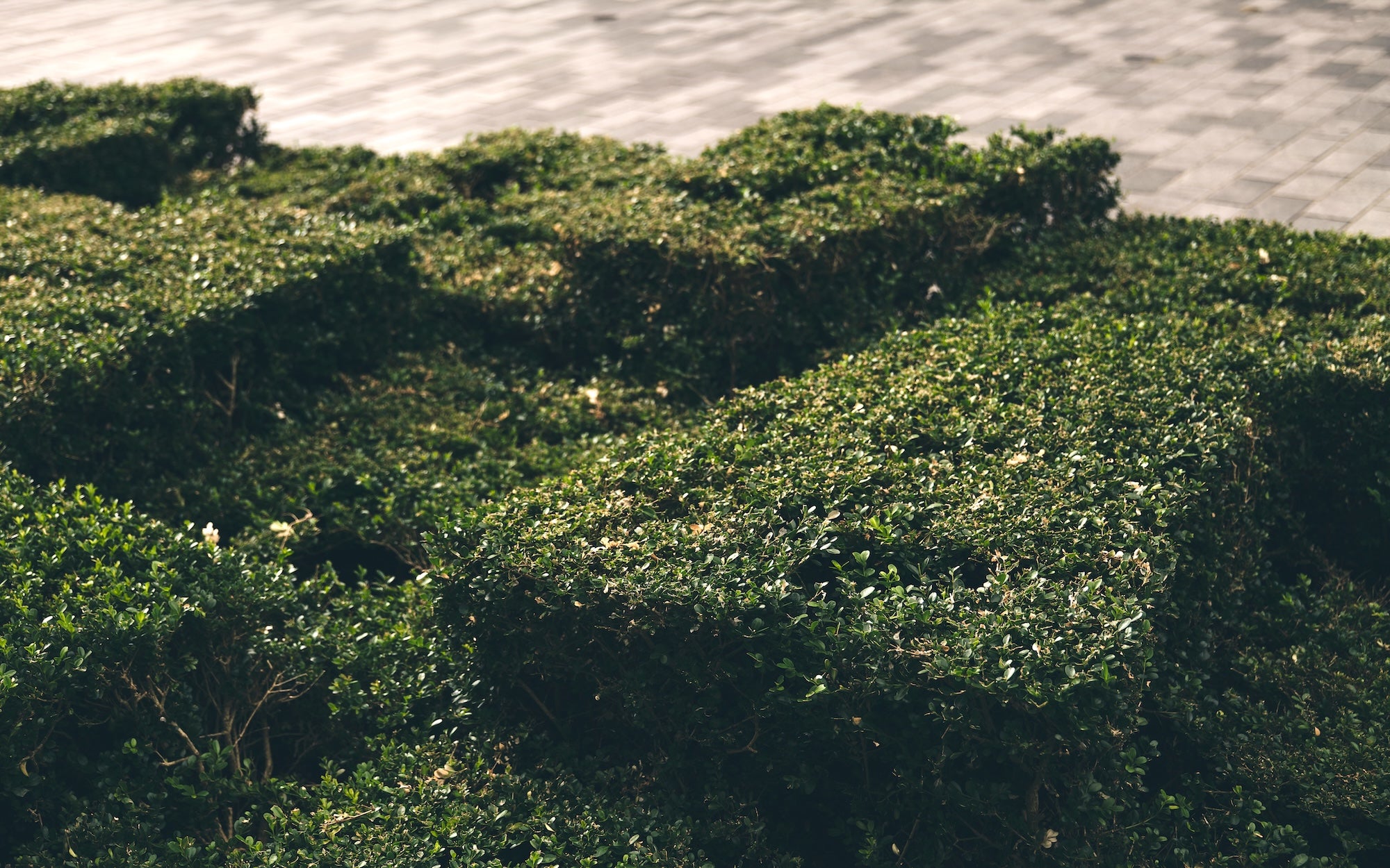 The Green Promenade